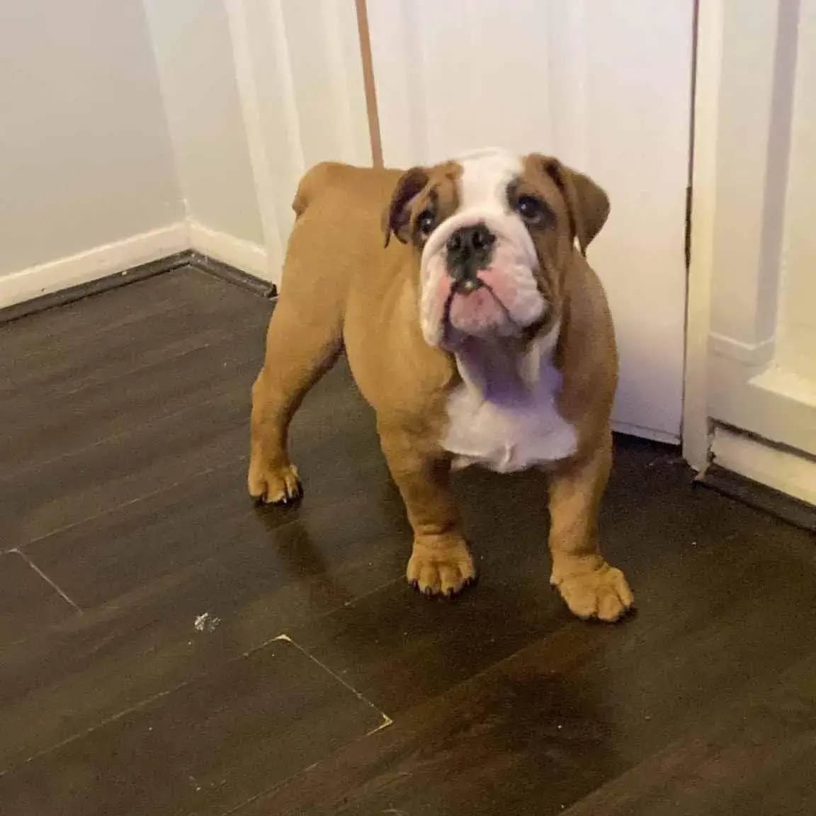 Bulldog
