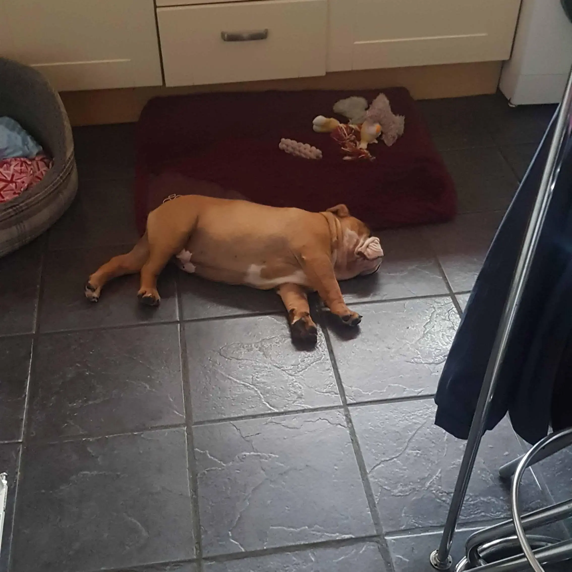 Bulldog