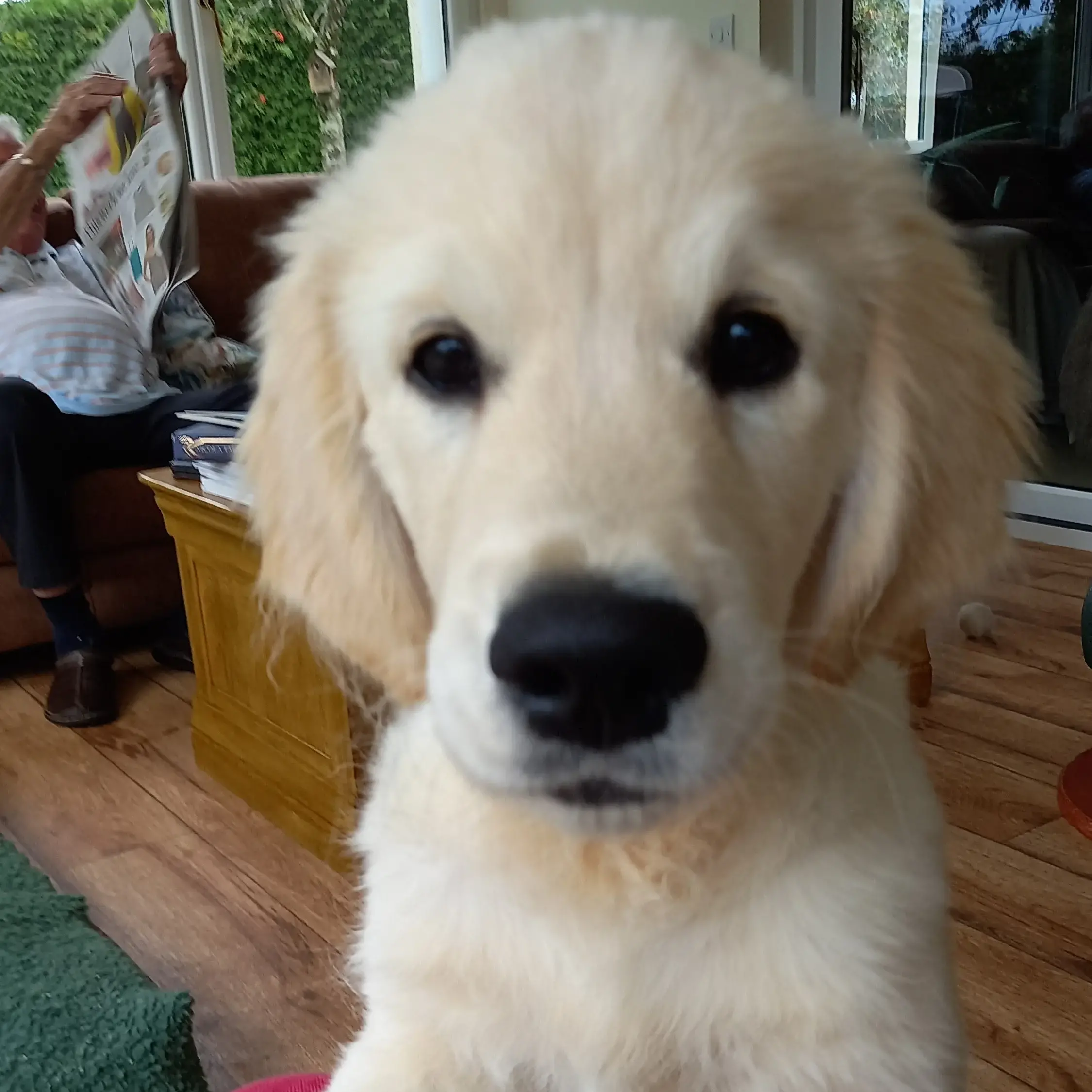 Golden Retriever