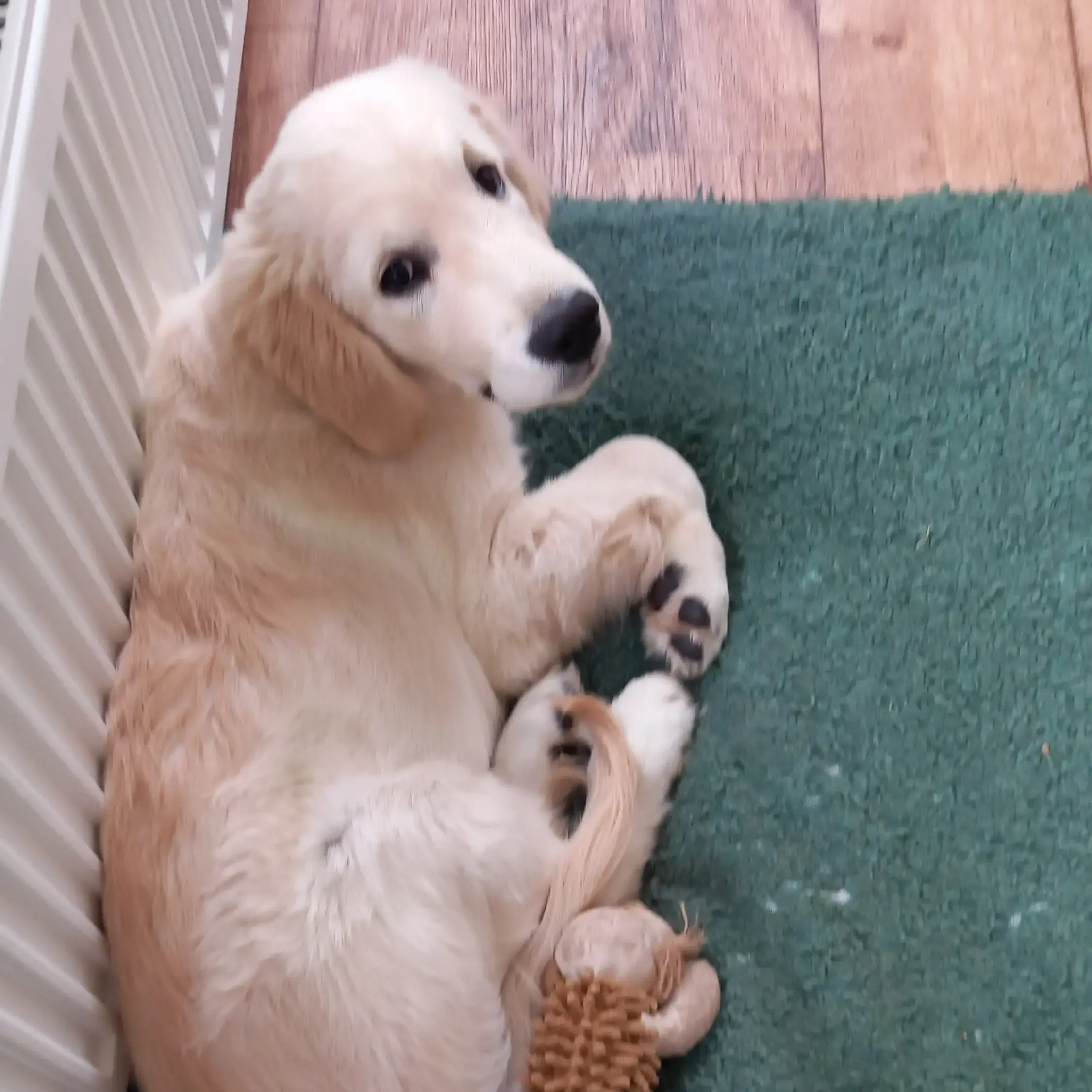 Golden Retriever