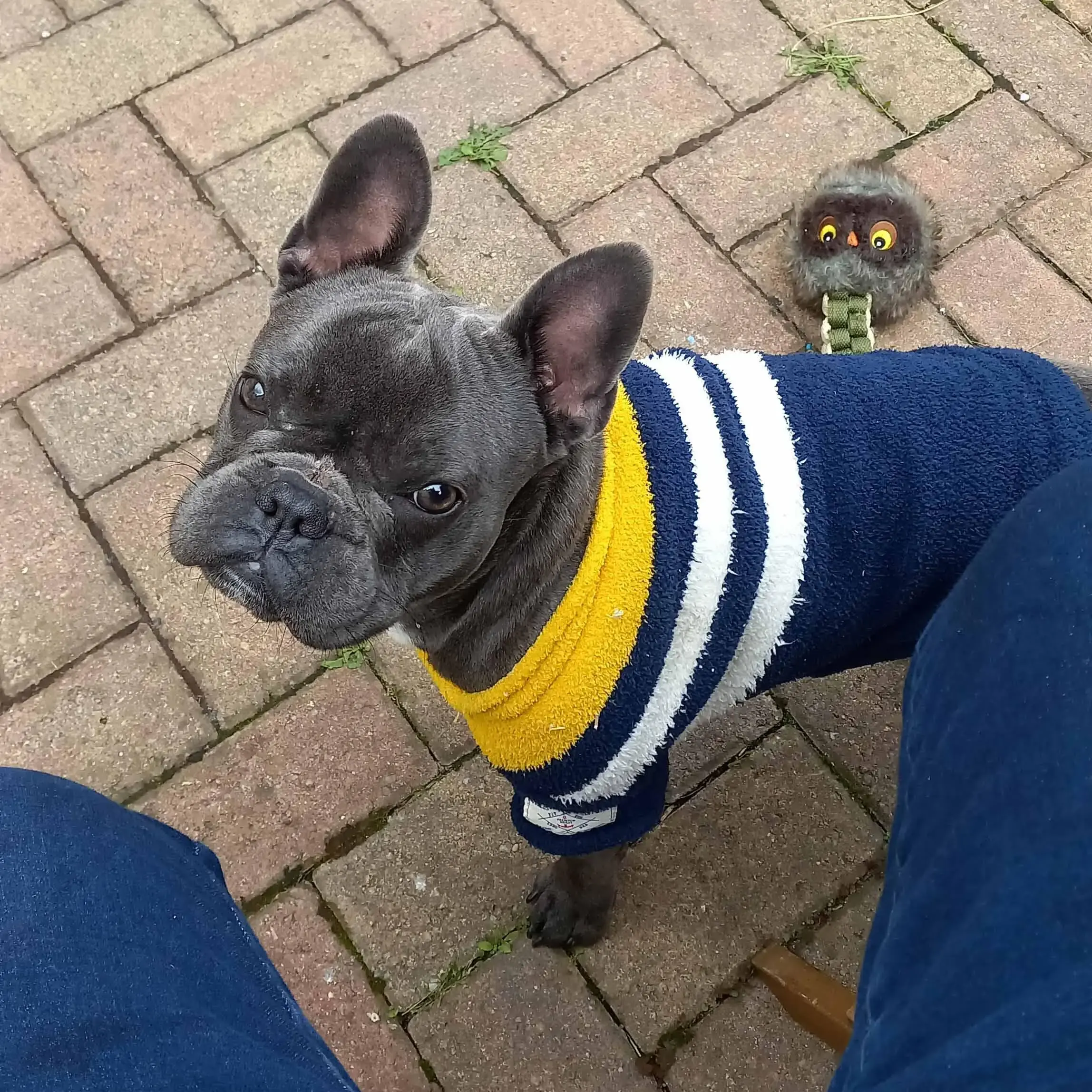 French bulldog