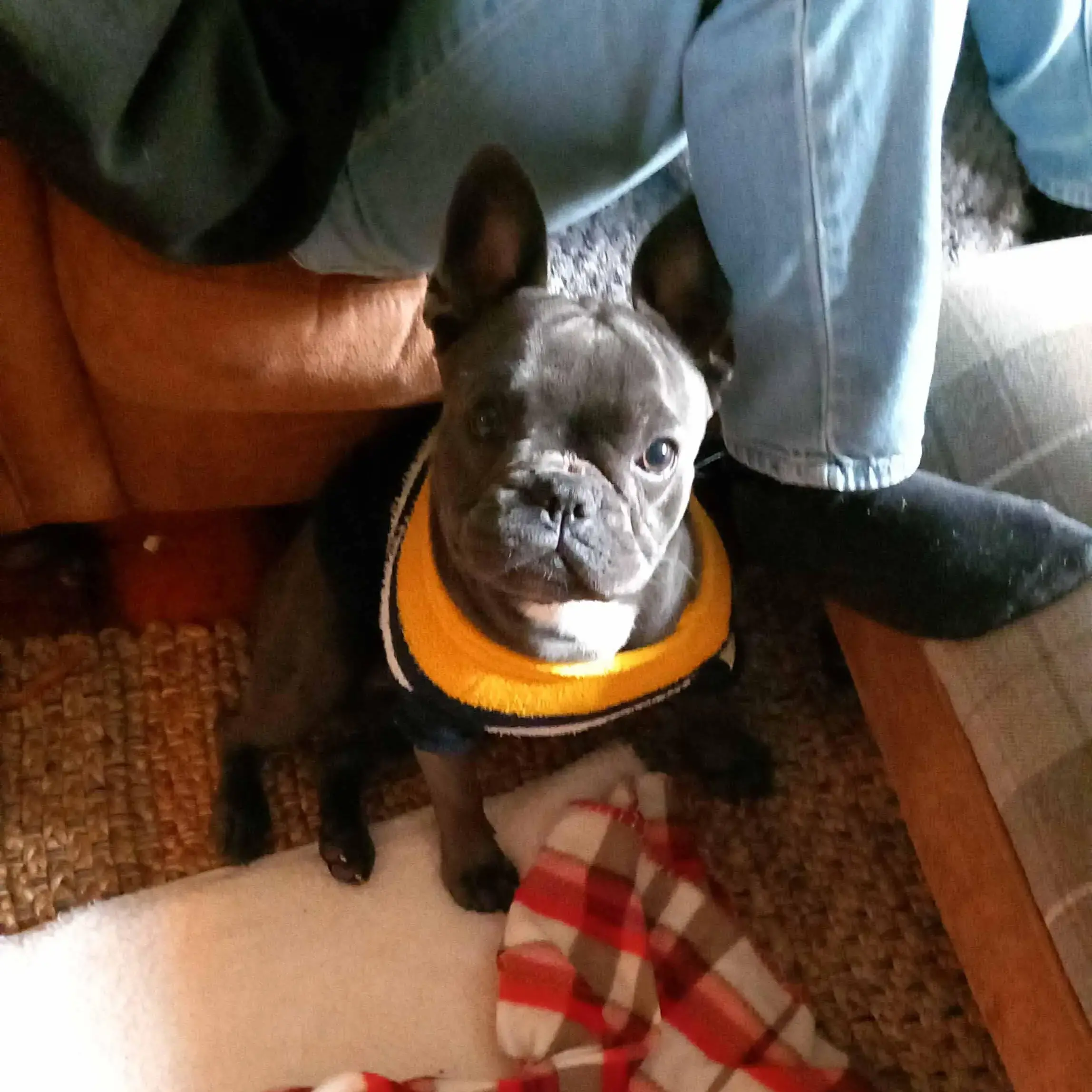French bulldog
