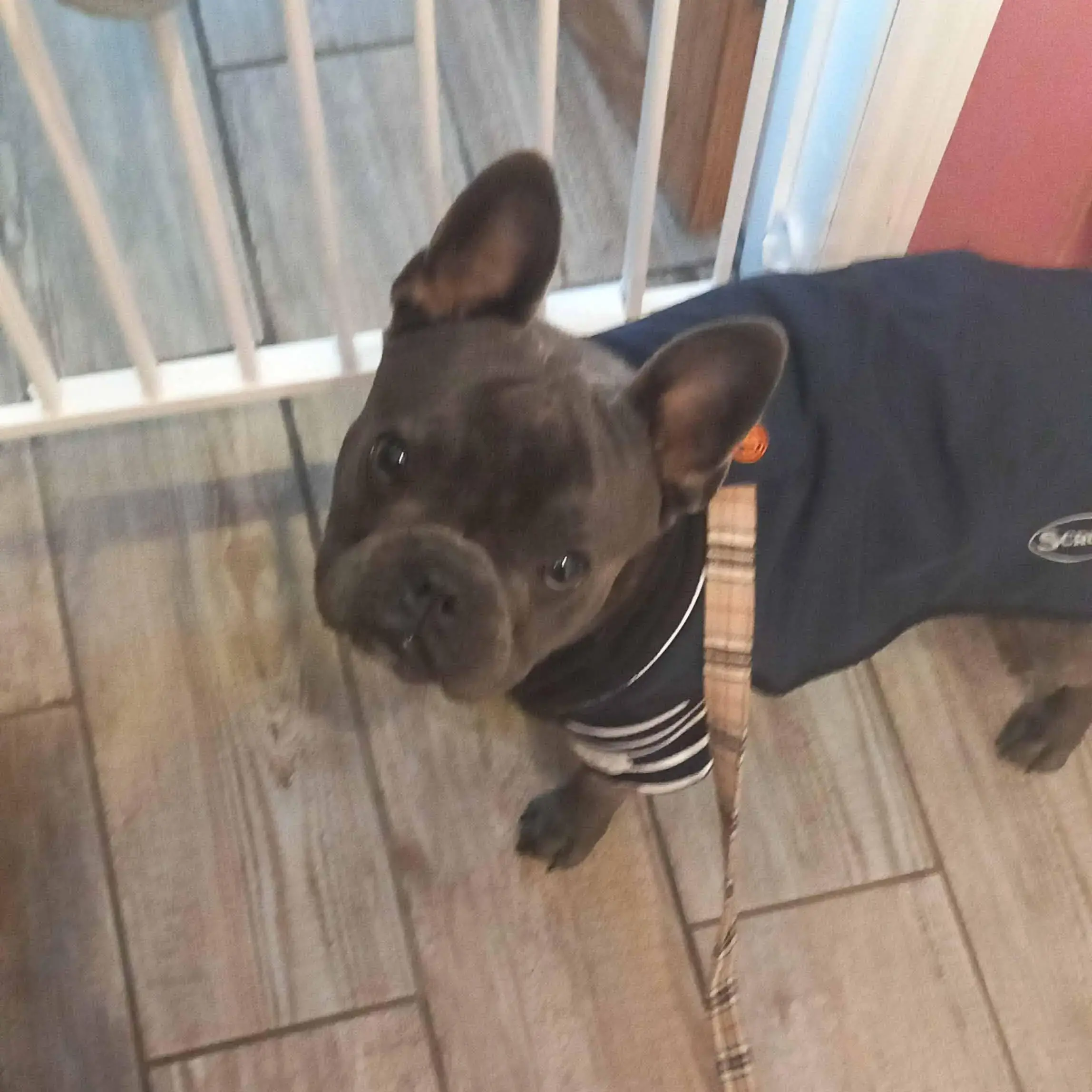 French bulldog