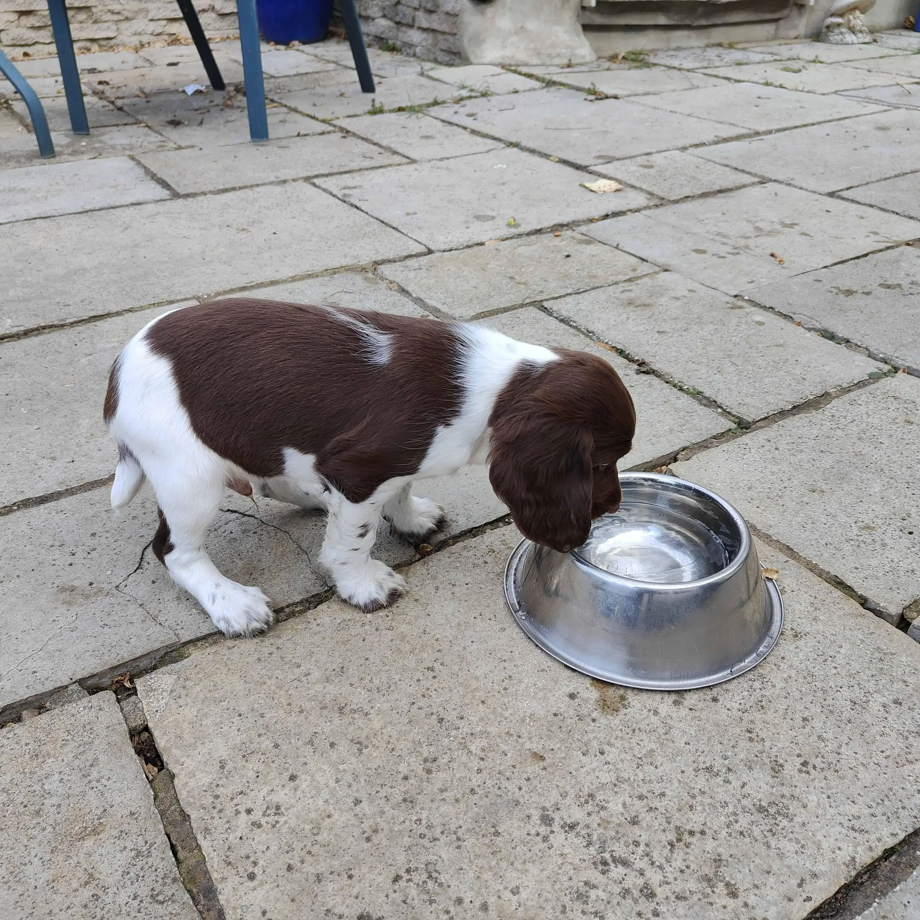 English Springer Spaniel