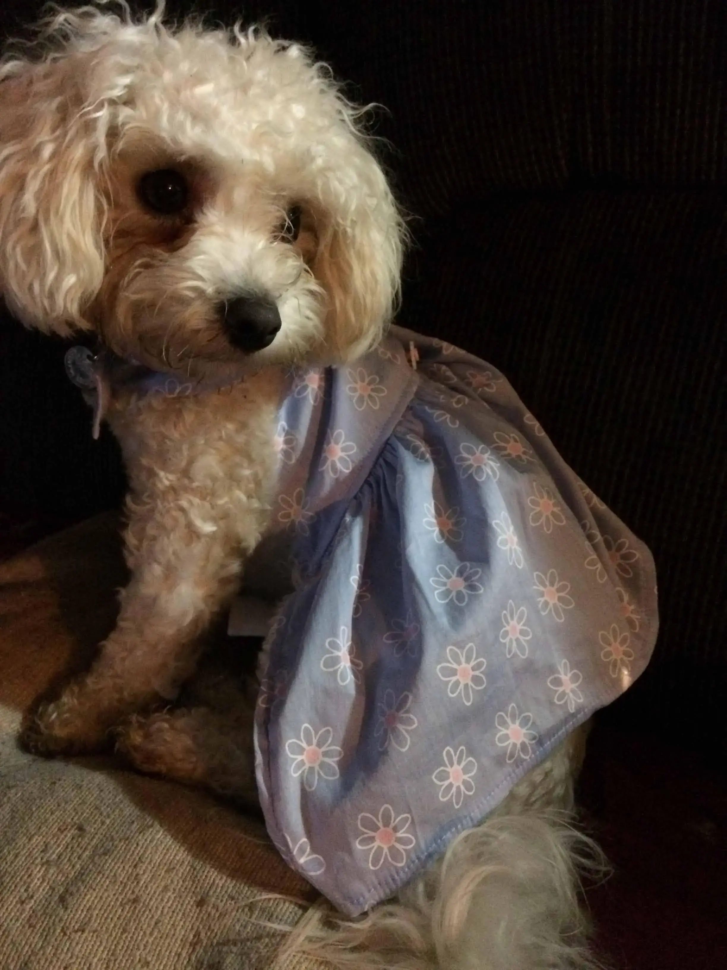 Bichon Frise