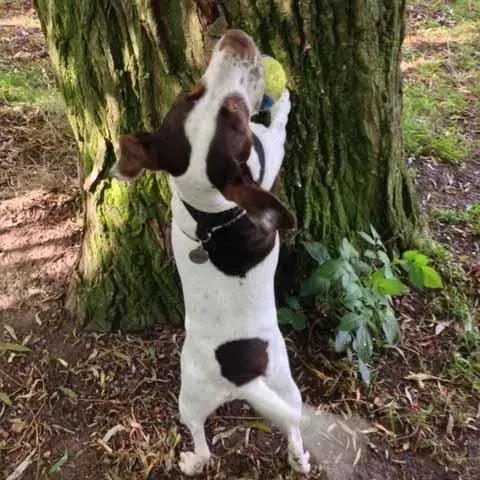 Jack Russell Terrier