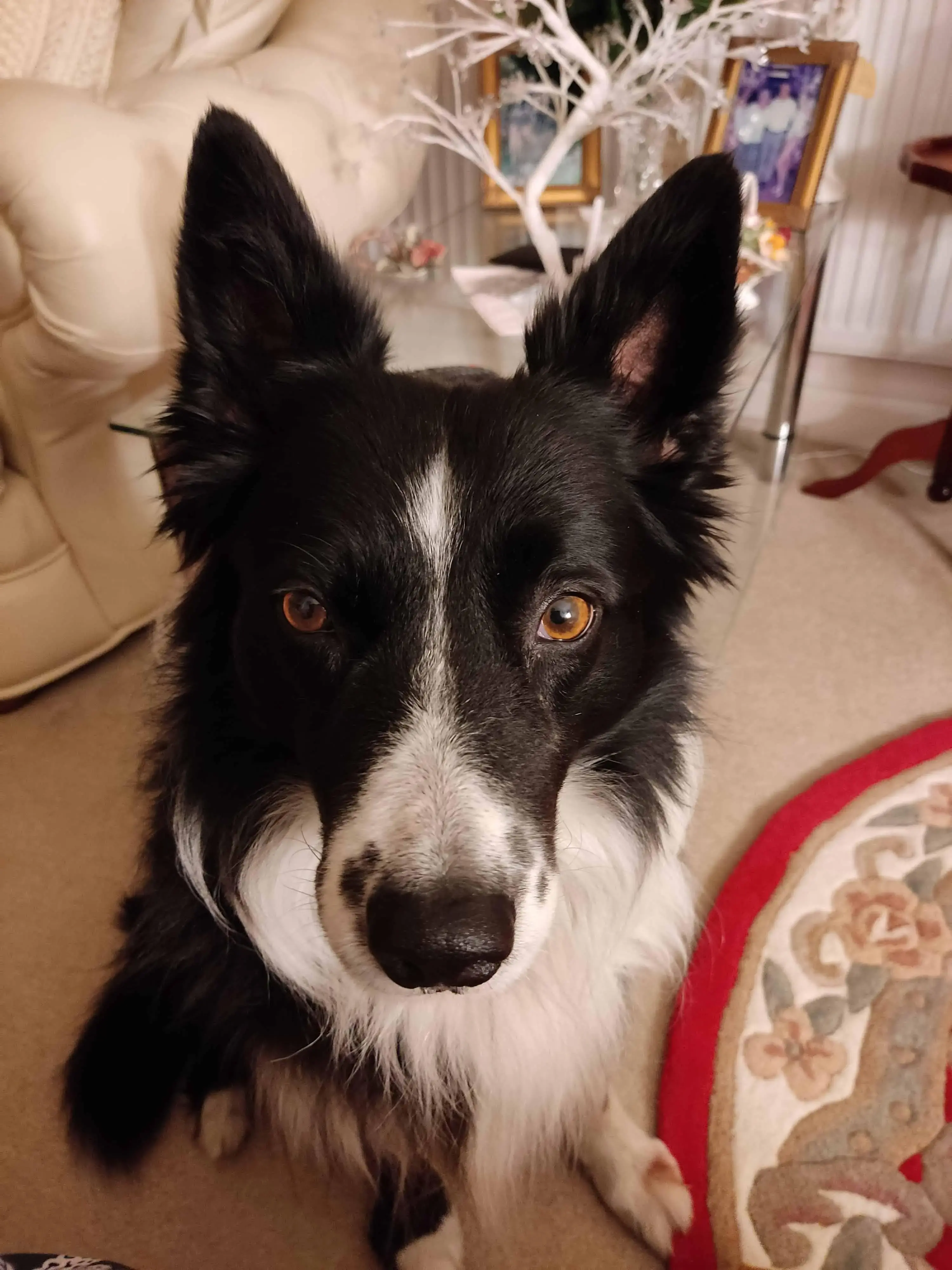 Border Collie