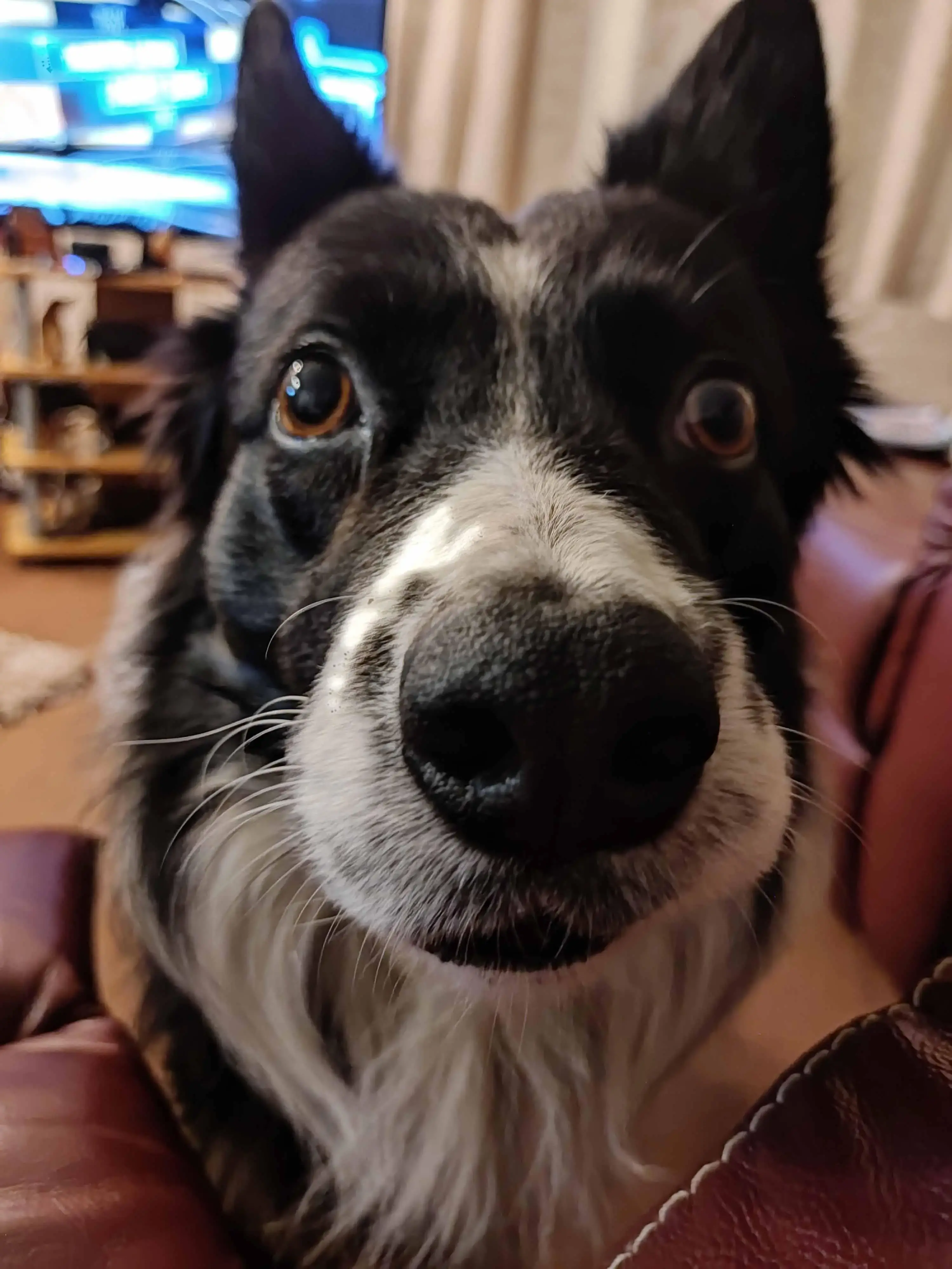 Border Collie