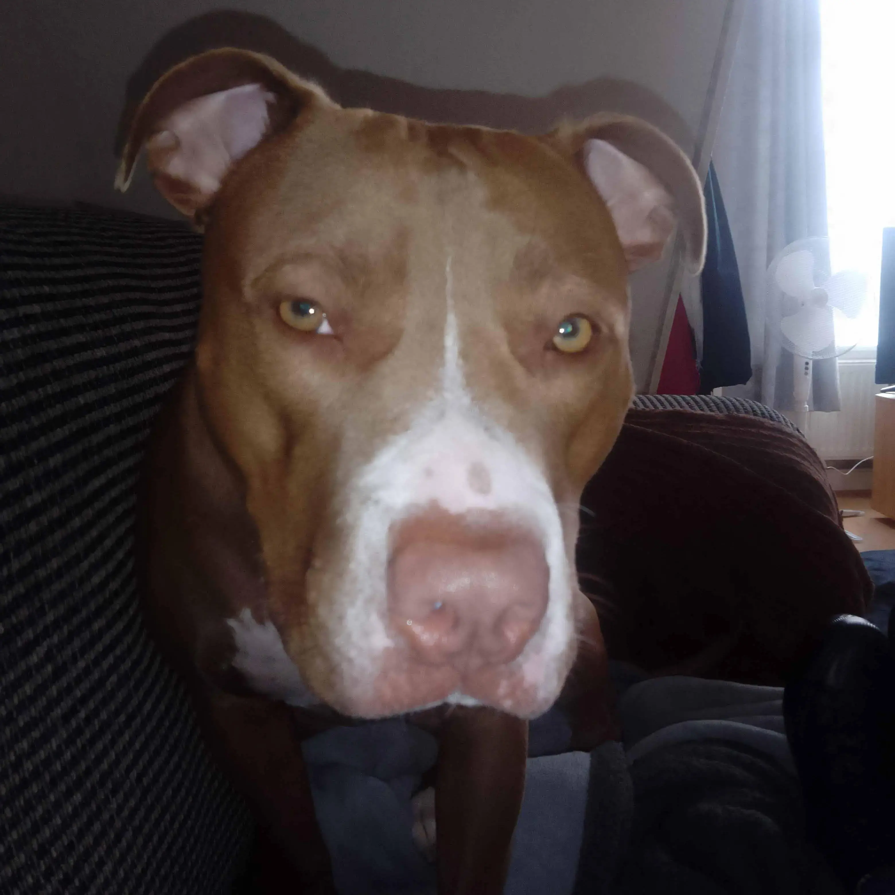 Staffordshire Bull Terrier