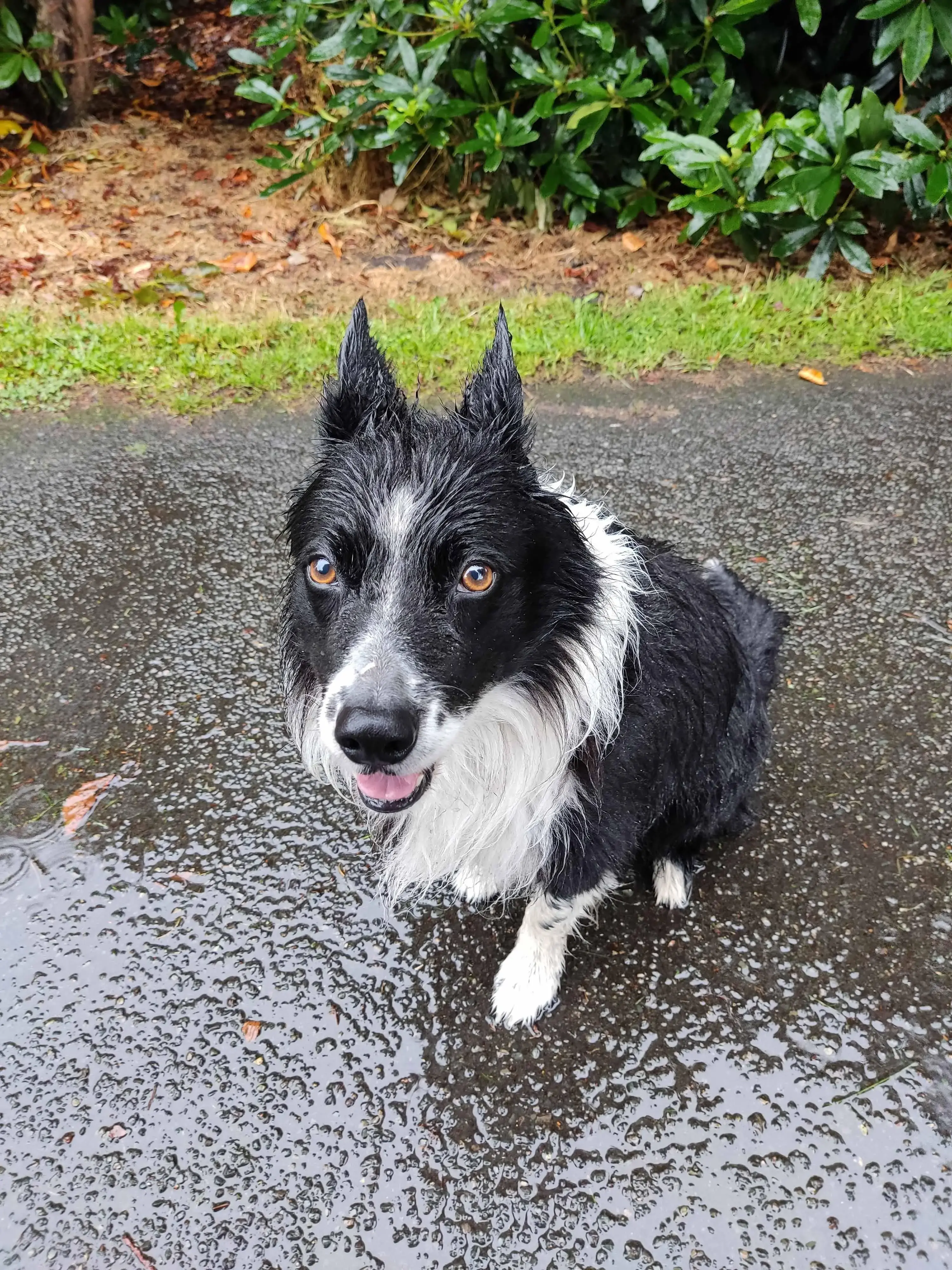 Border Collie