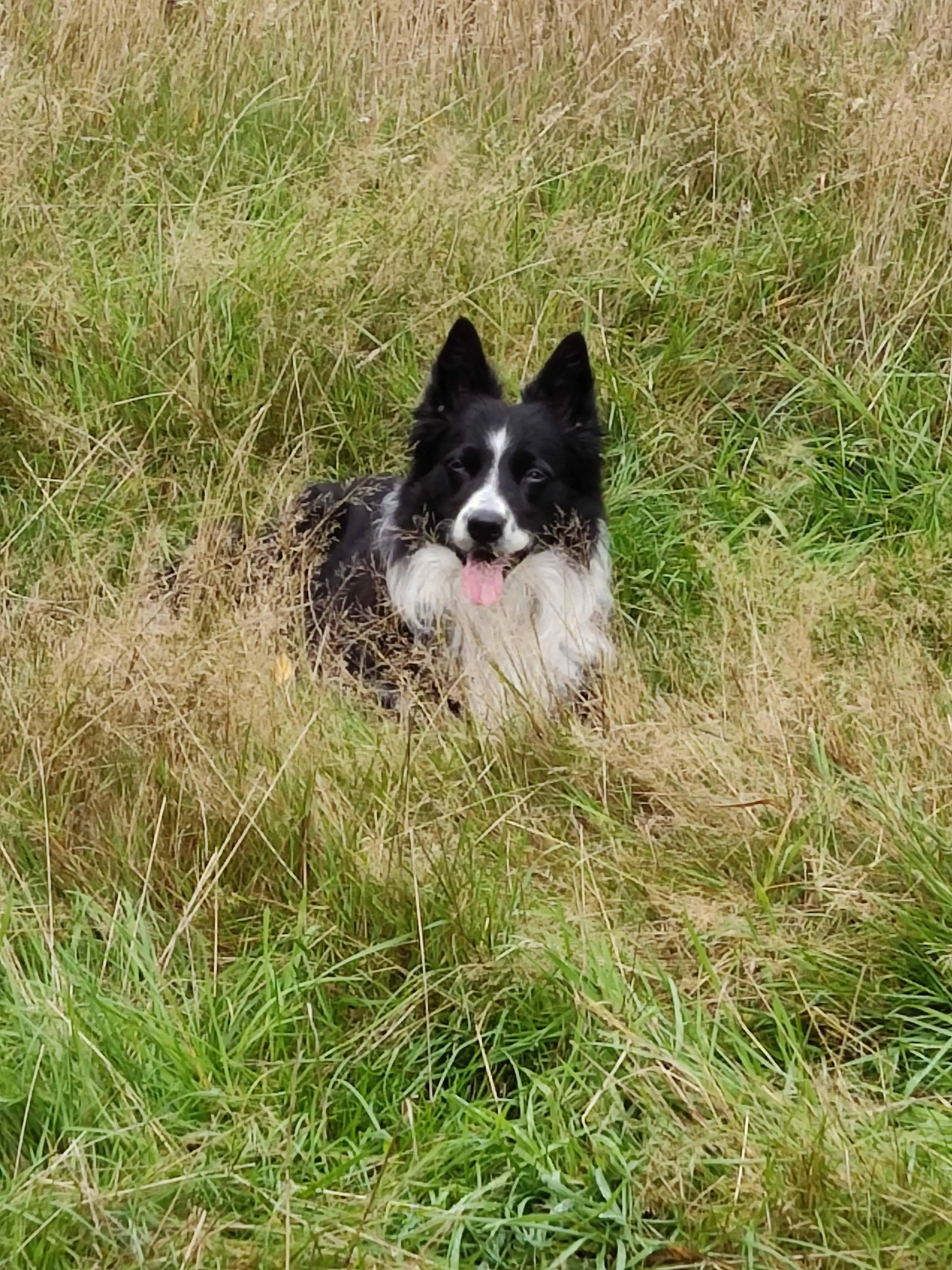 Border Collie