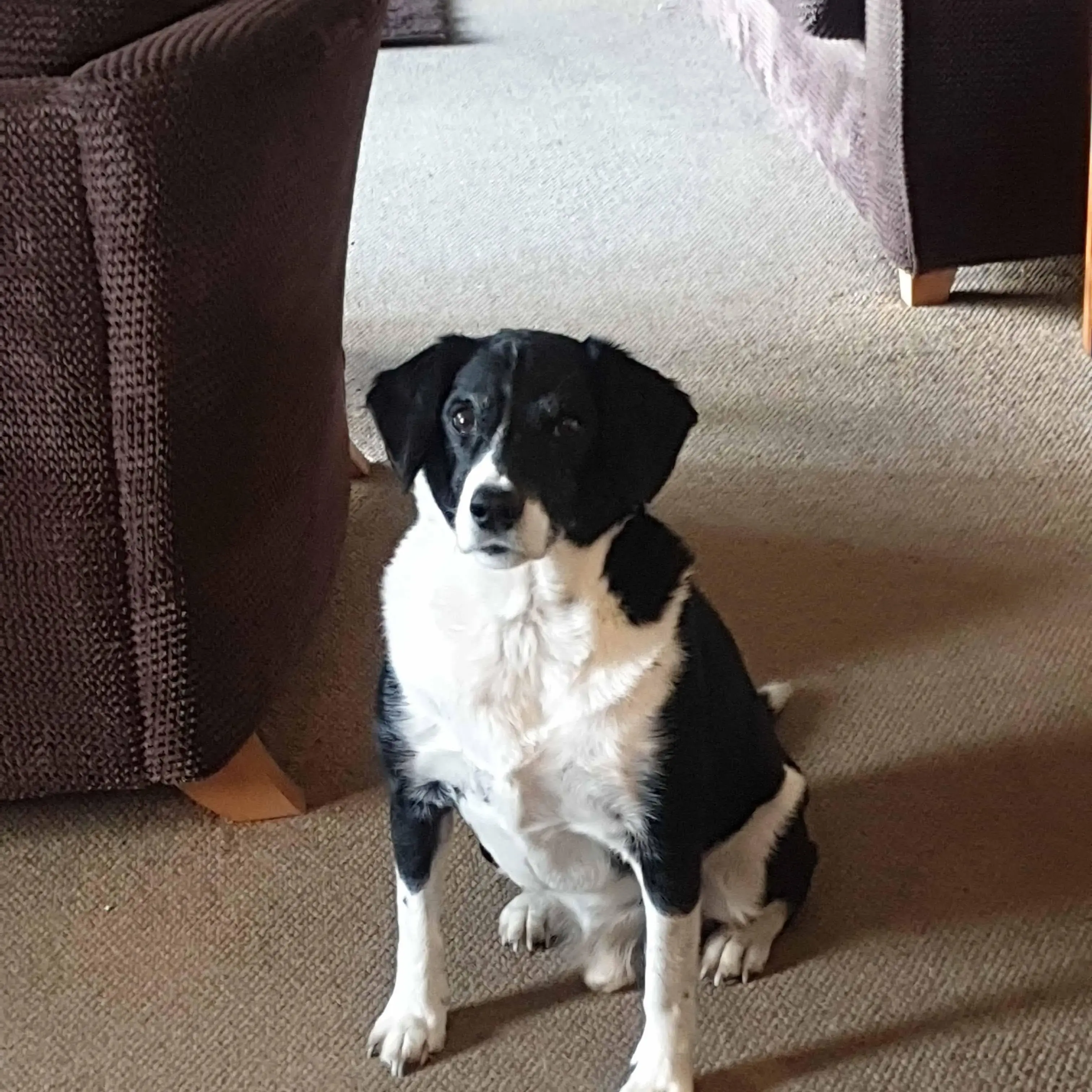 Border Collie