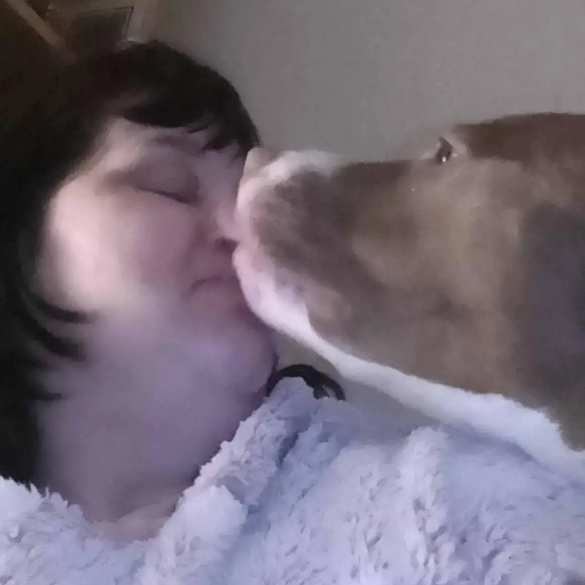 Staffordshire Bull Terrier