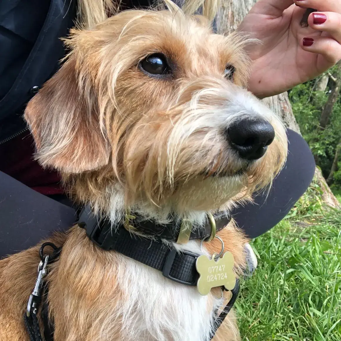 Dachshund (Miniature Wire-Haired)