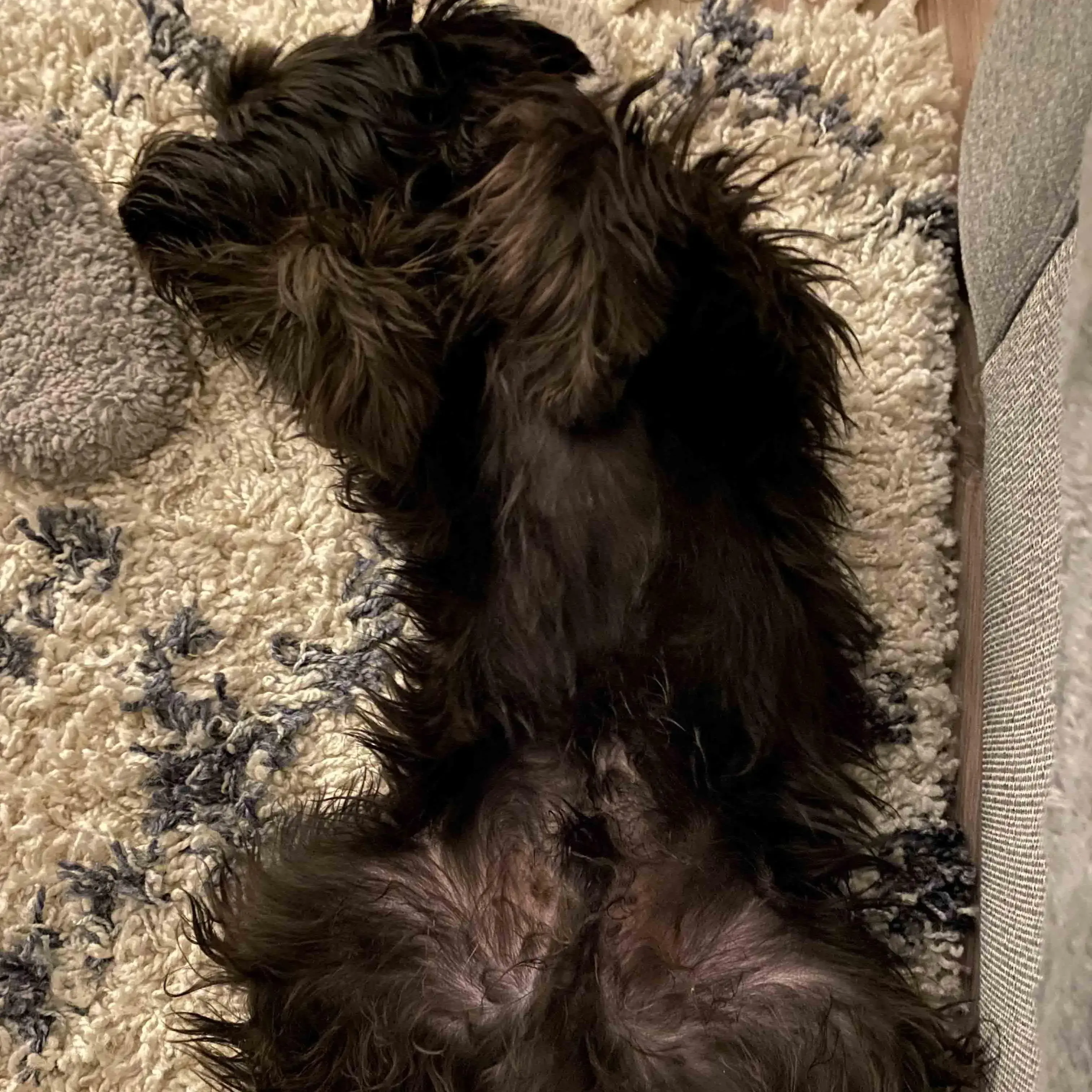 Schnauzer (Miniature)