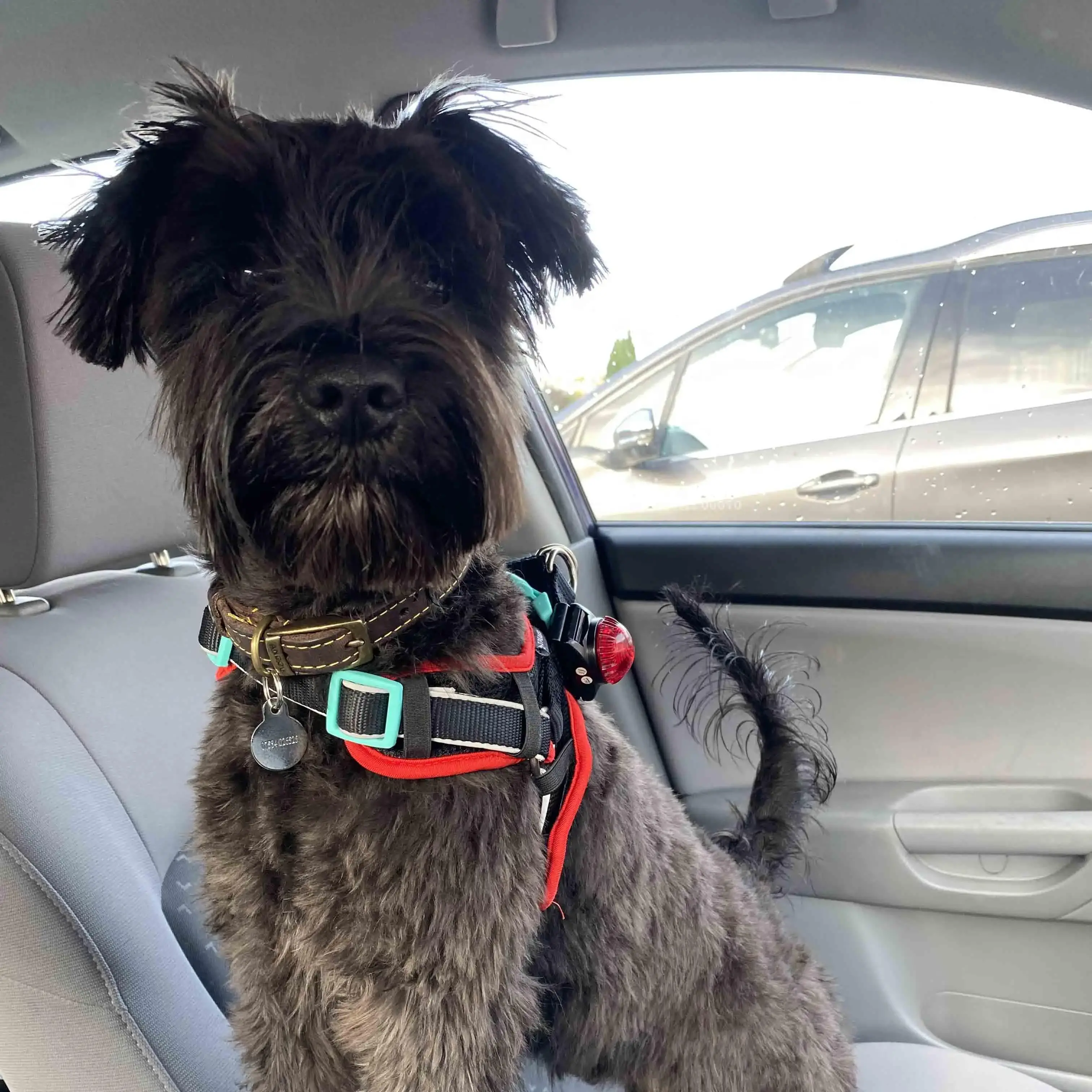 Schnauzer (Miniature)