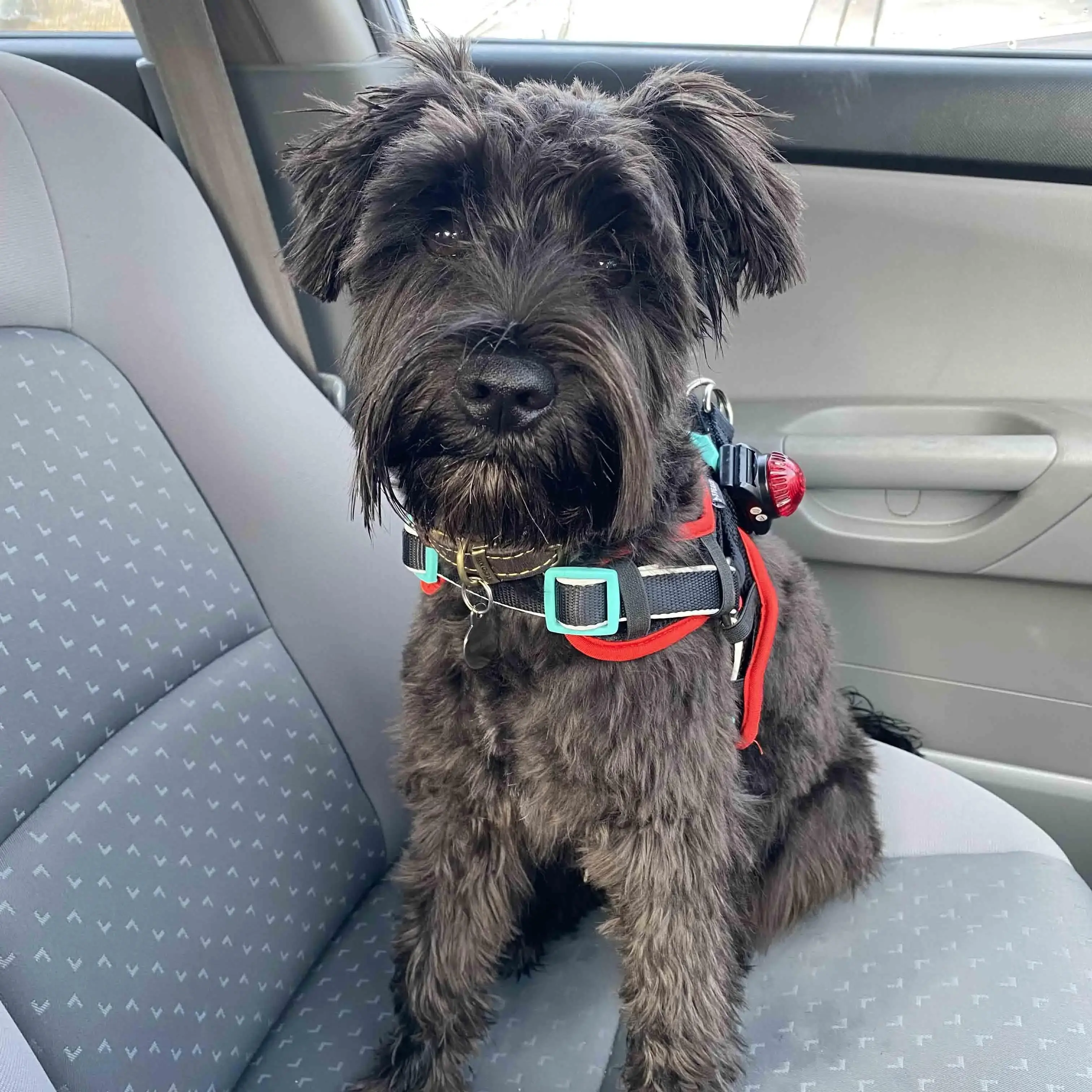 Schnauzer (Miniature)