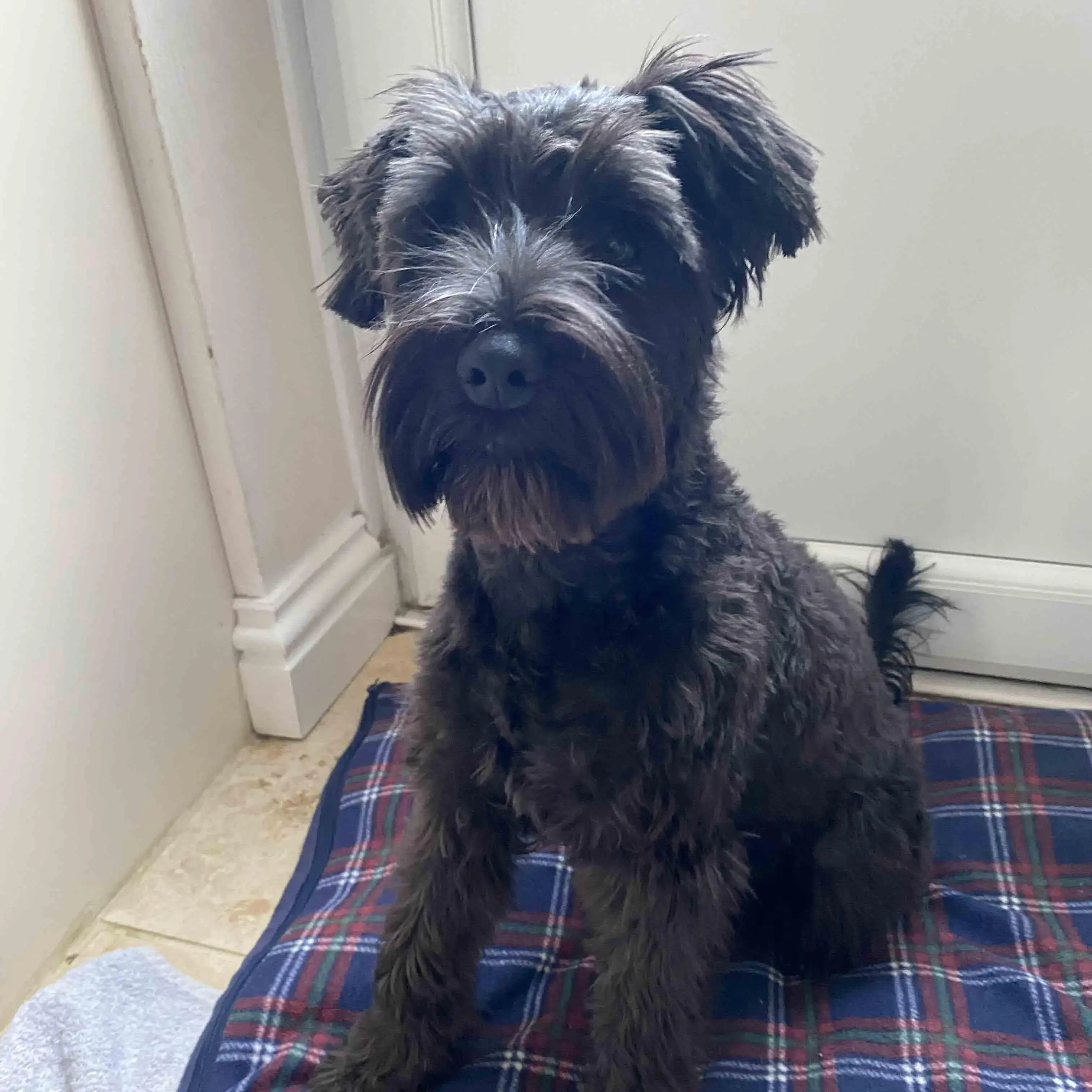Schnauzer (Miniature)