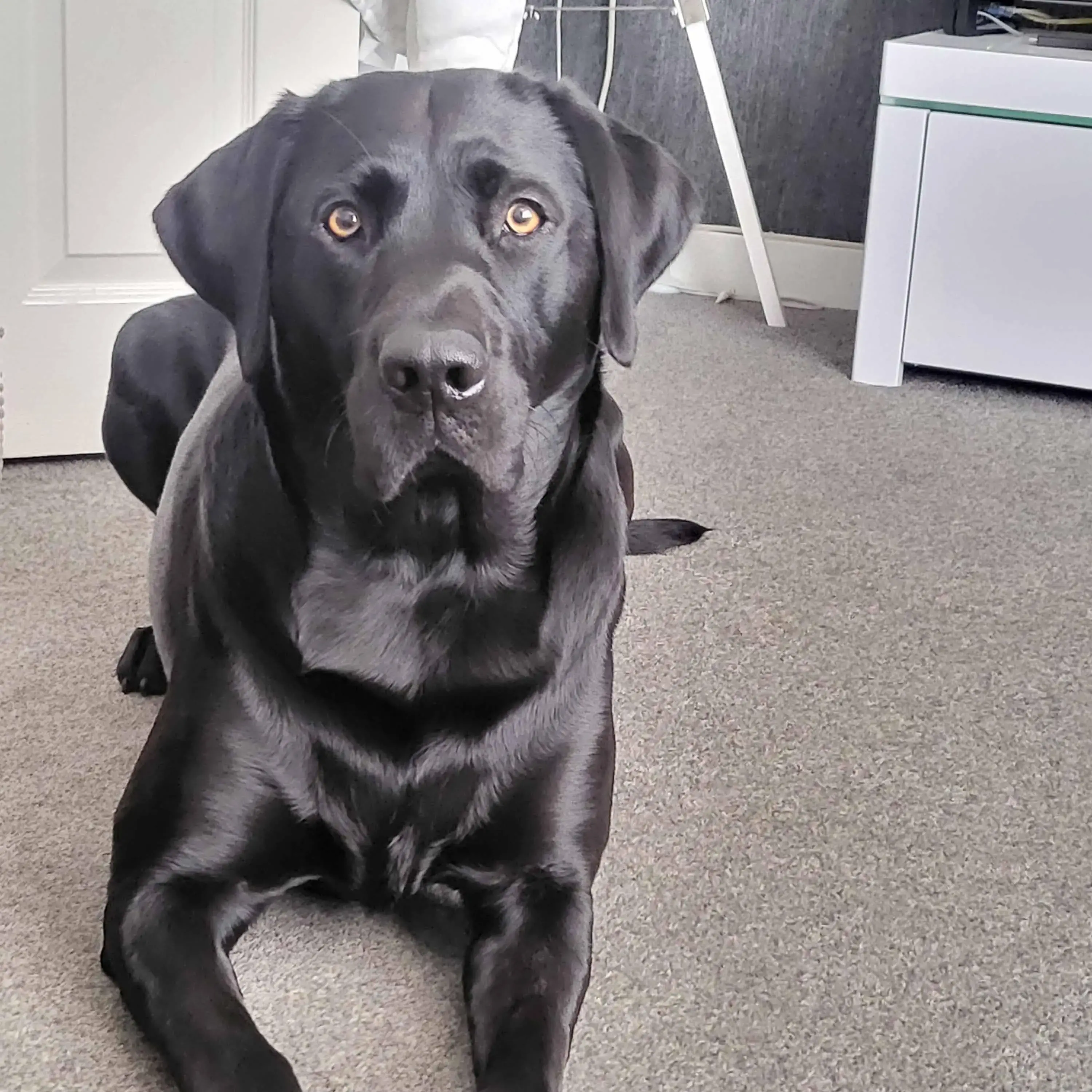 Labrador Retriever