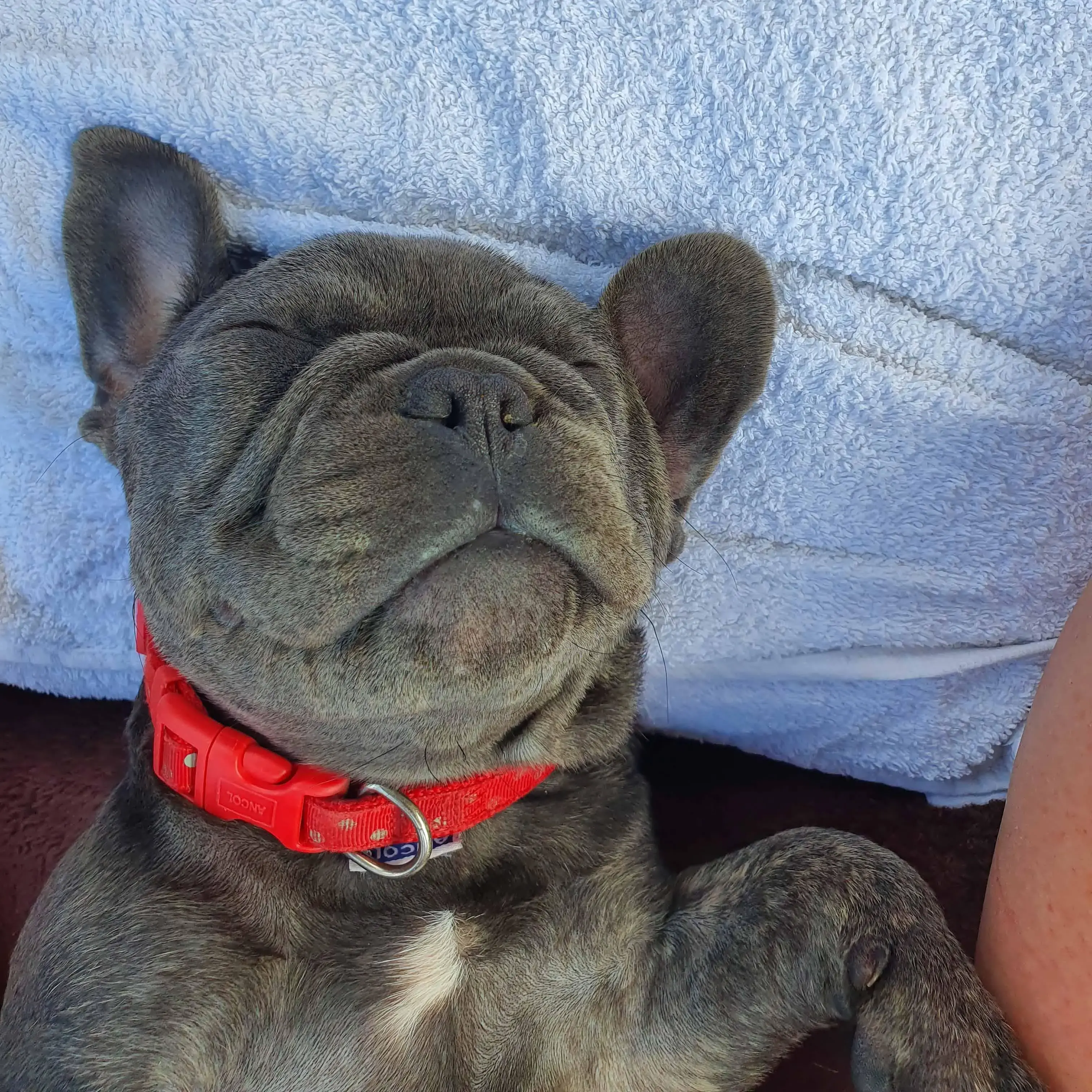 French Bulldog