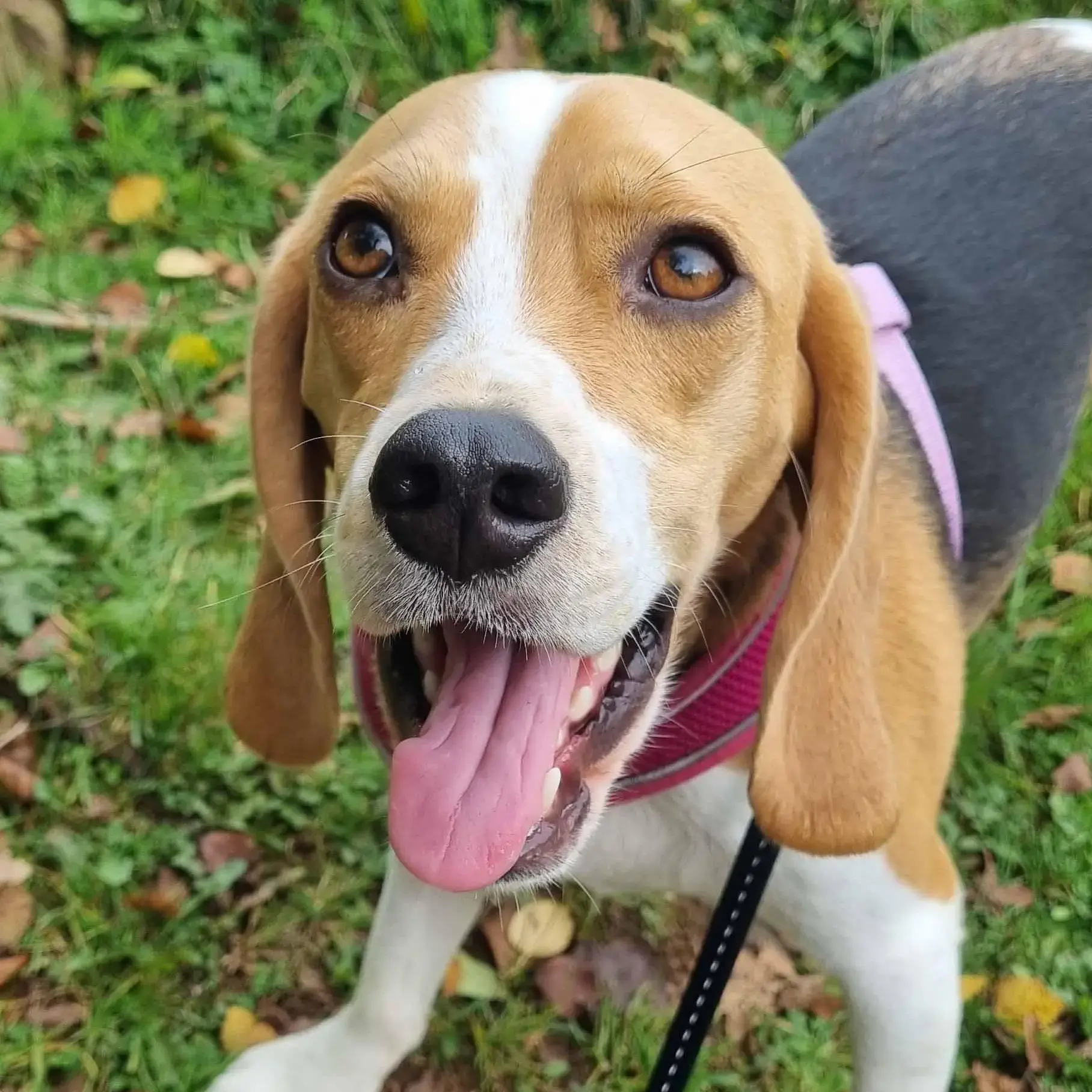 Beagle