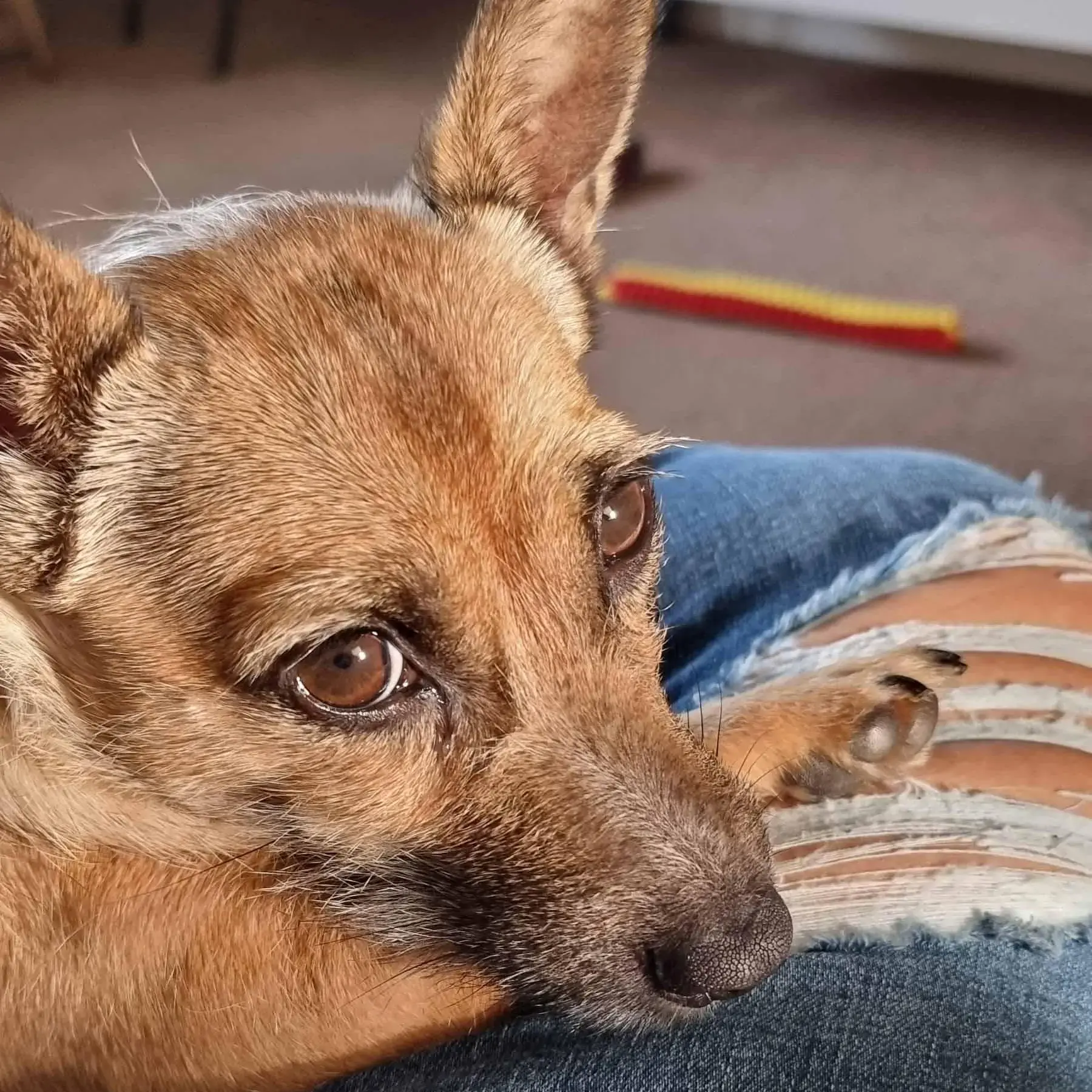 Chorkie