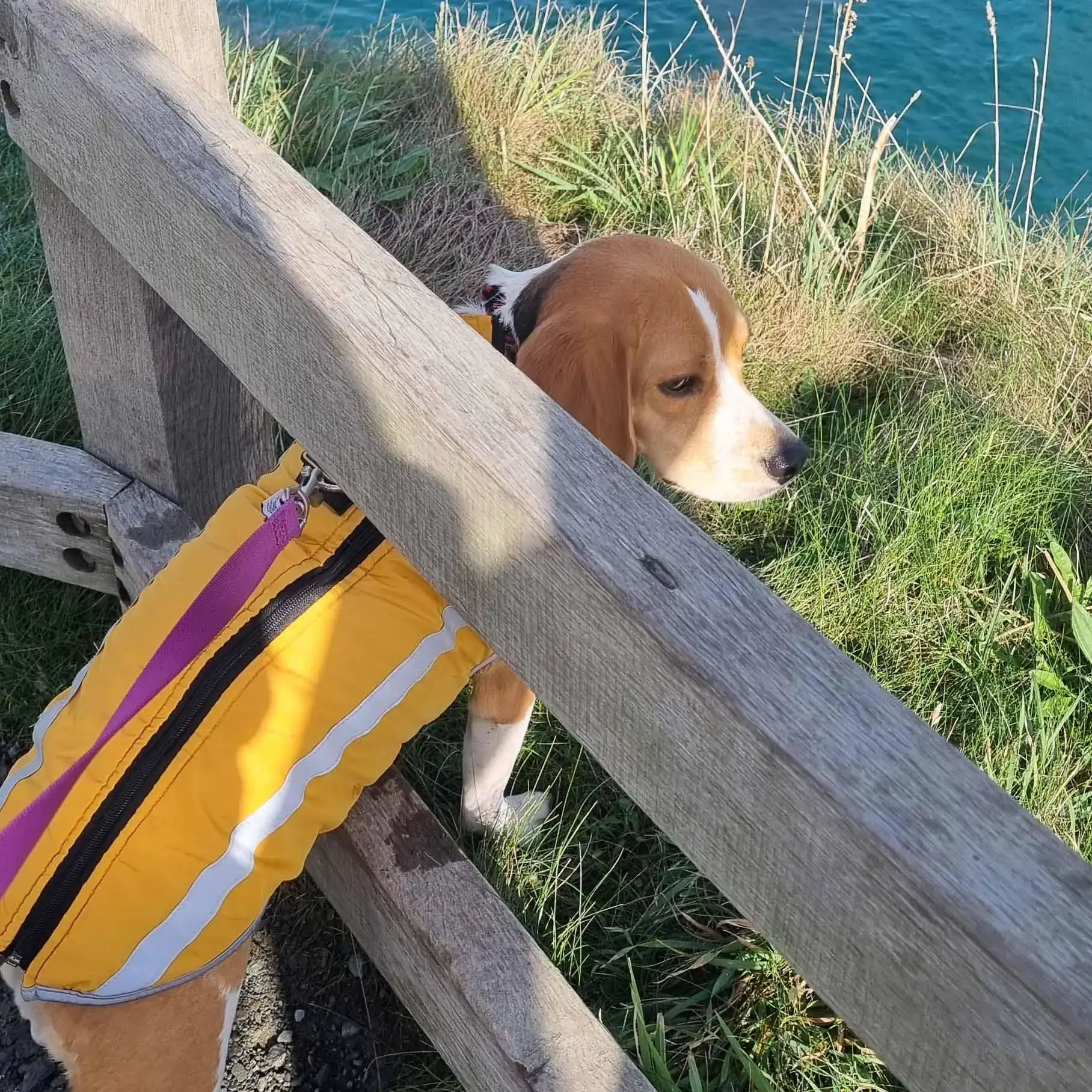 Beagle