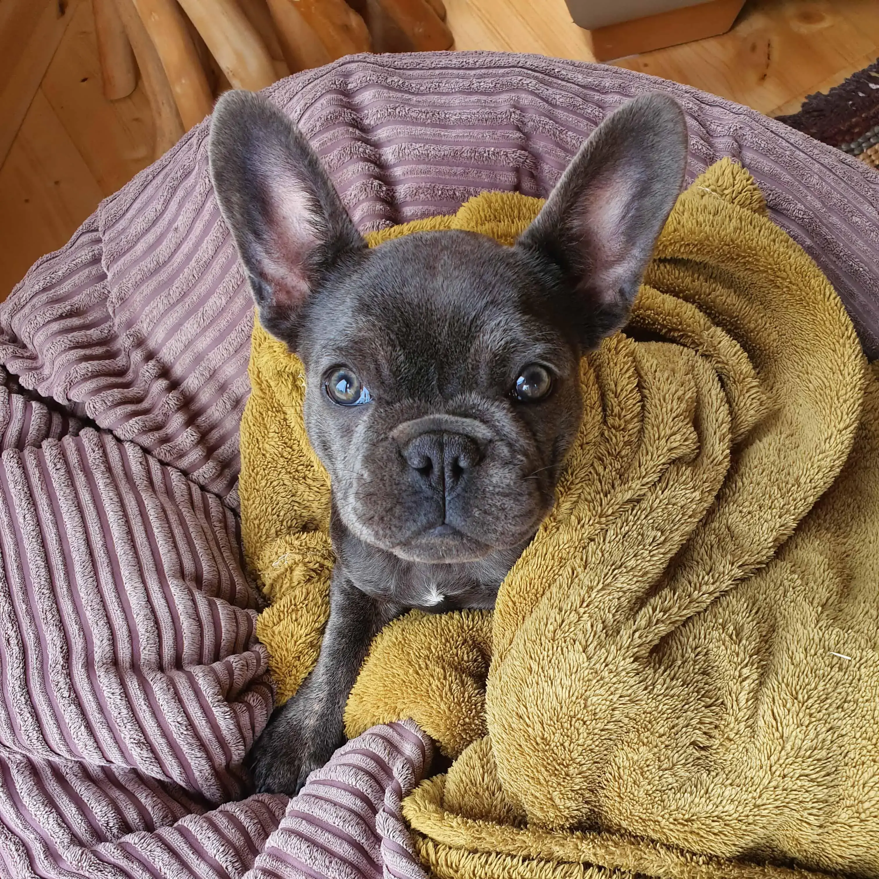 French Bulldog