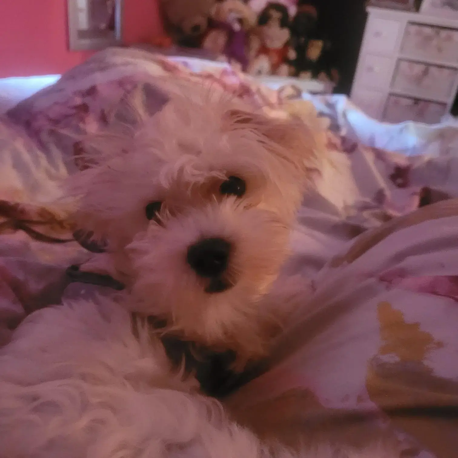 Maltese