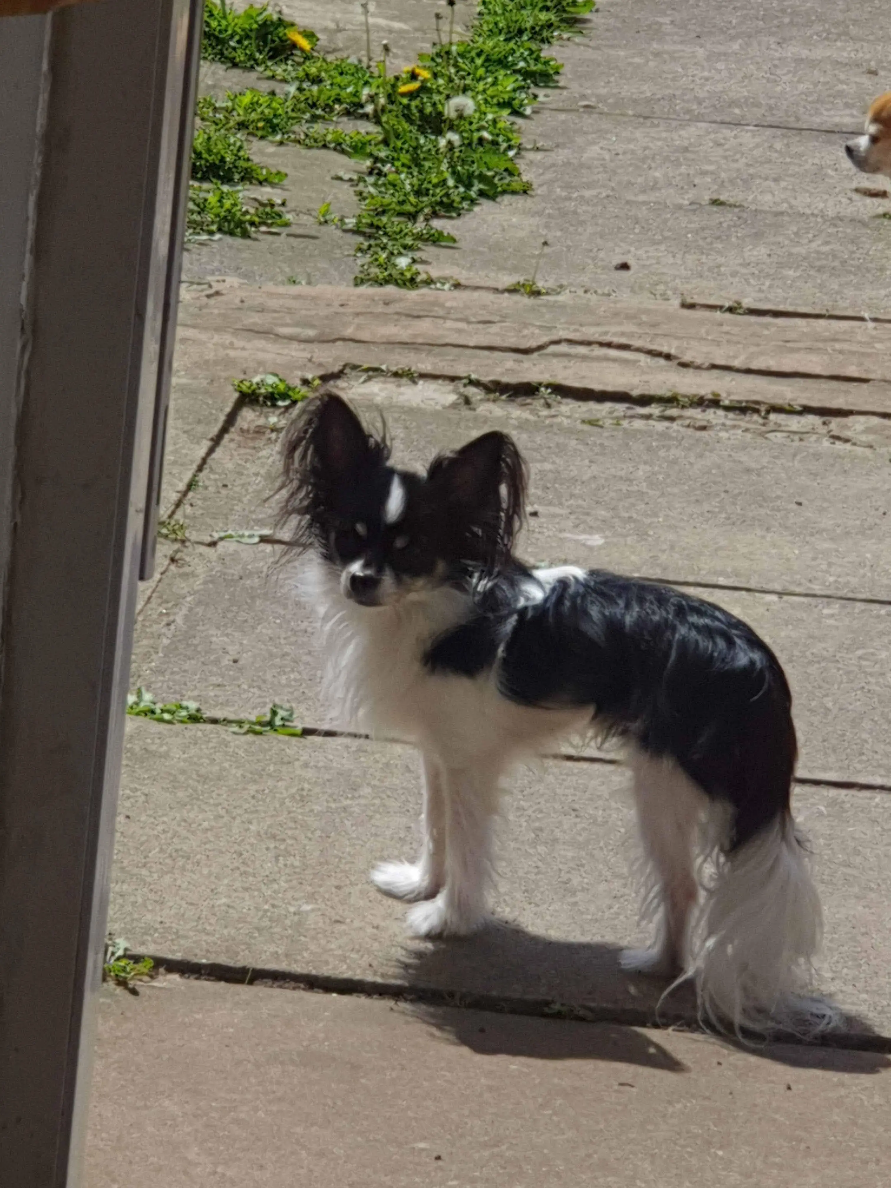 Chihuahua (Long Coat)