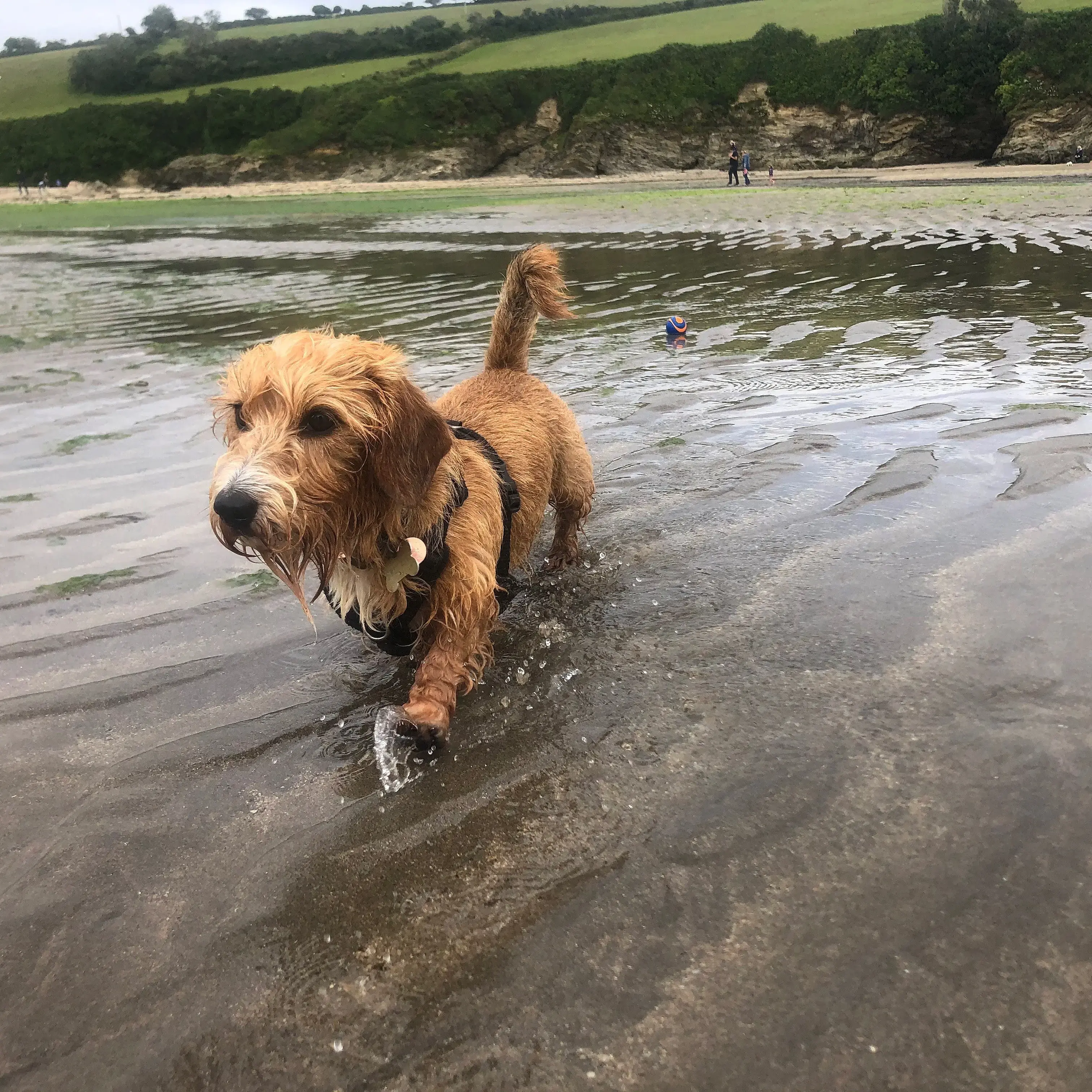 Dachshund (Miniature Wire-Haired)
