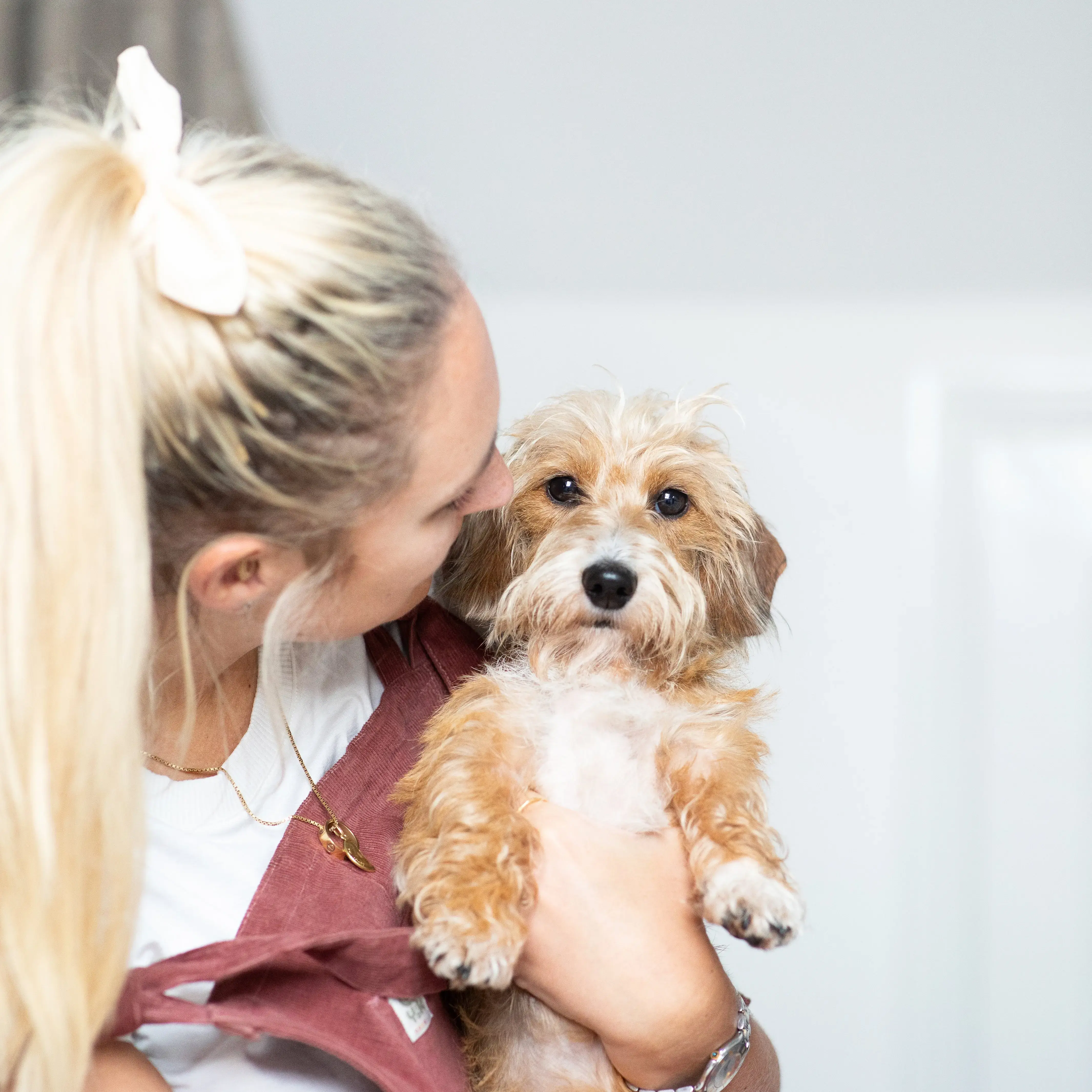 Dachshund (Miniature Wire-Haired)