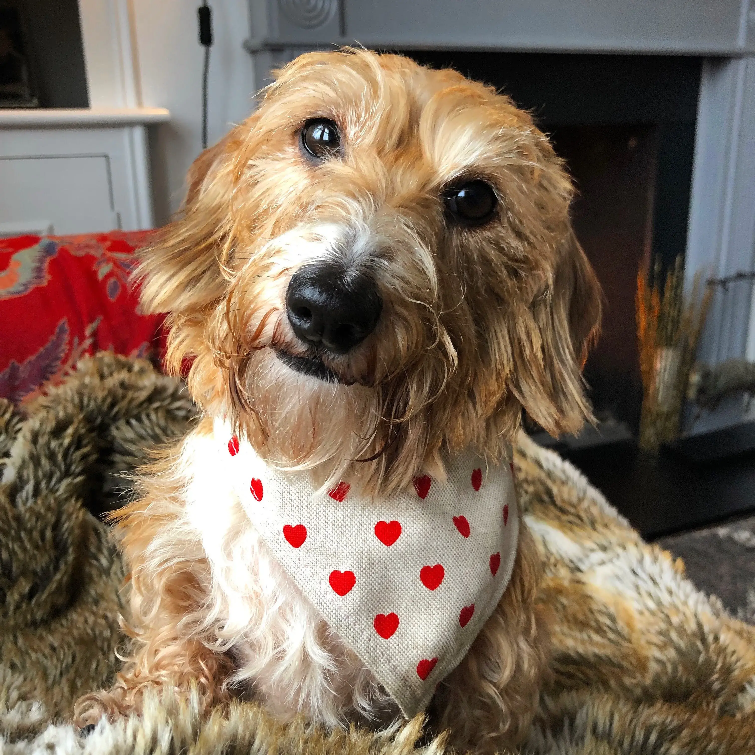 Dachshund (Miniature Wire-Haired)