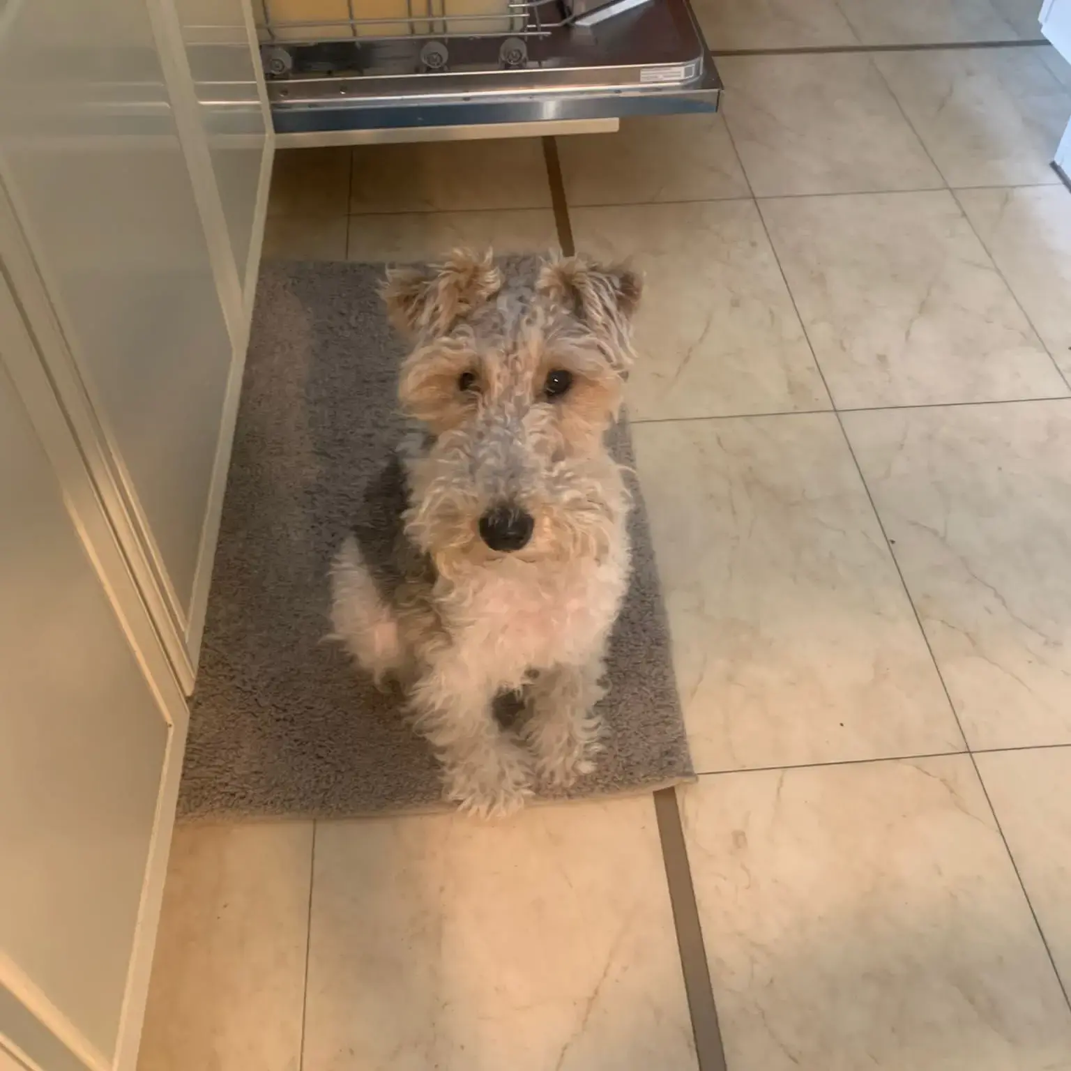 Fox Terrier (wirehair)