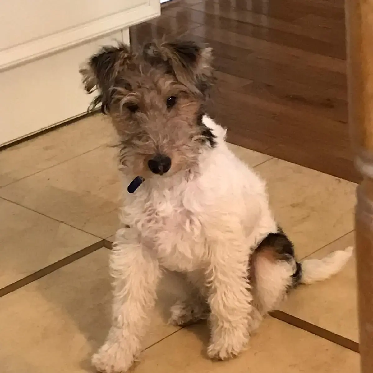 Fox Terrier (wirehair)