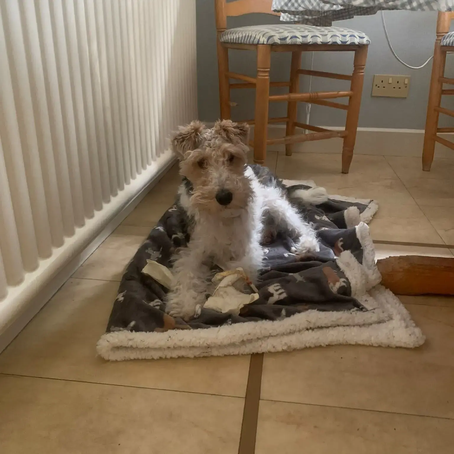 Fox Terrier (wirehair)