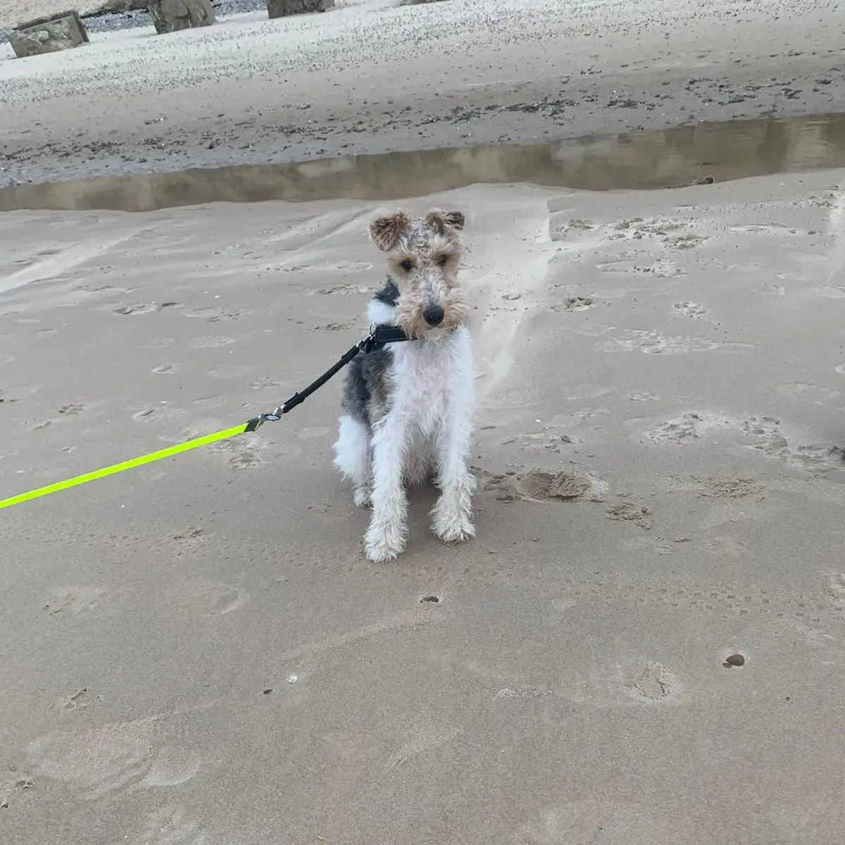 Fox Terrier (wirehair)