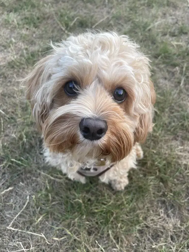 King Charles Spaniel