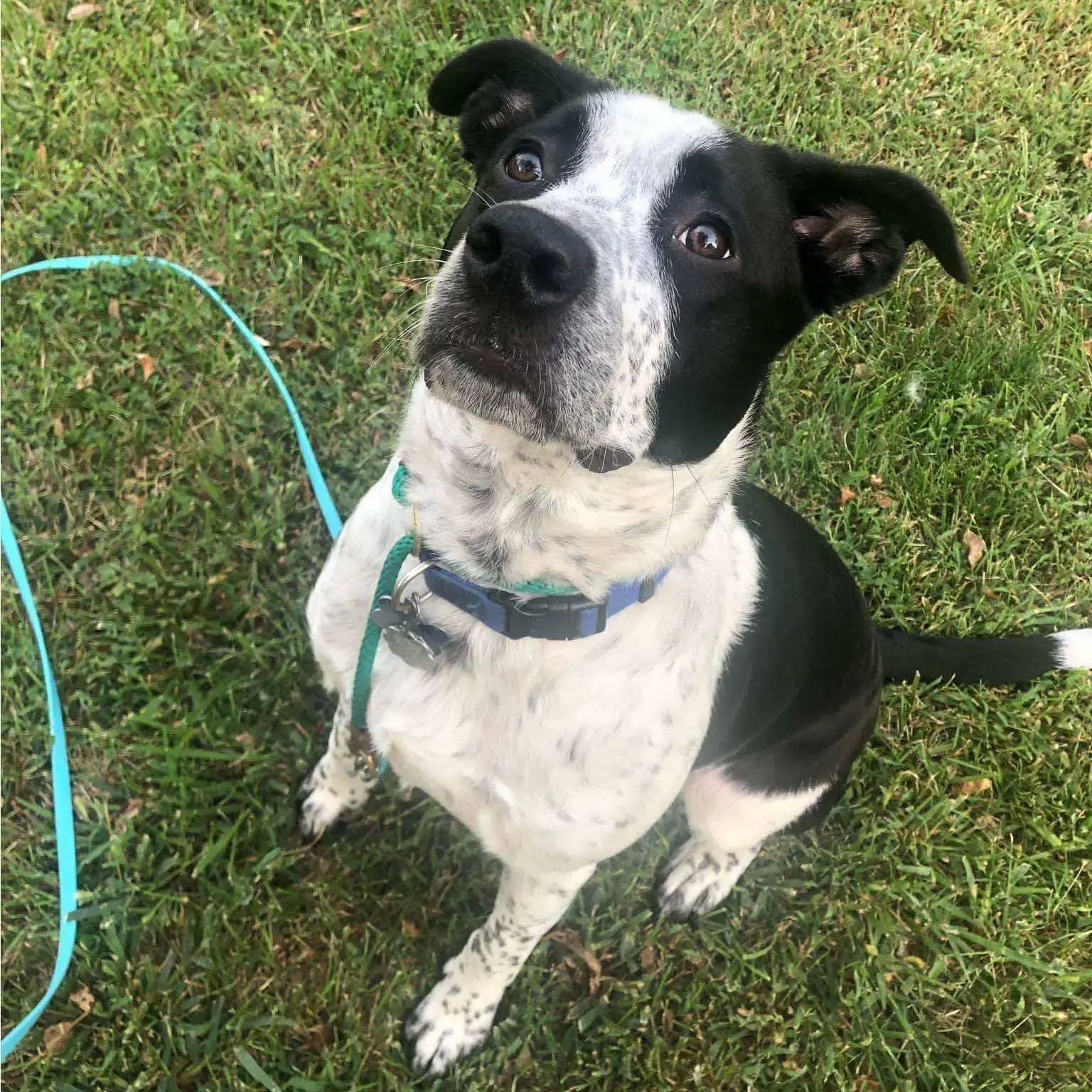 Australian Cattle Dog