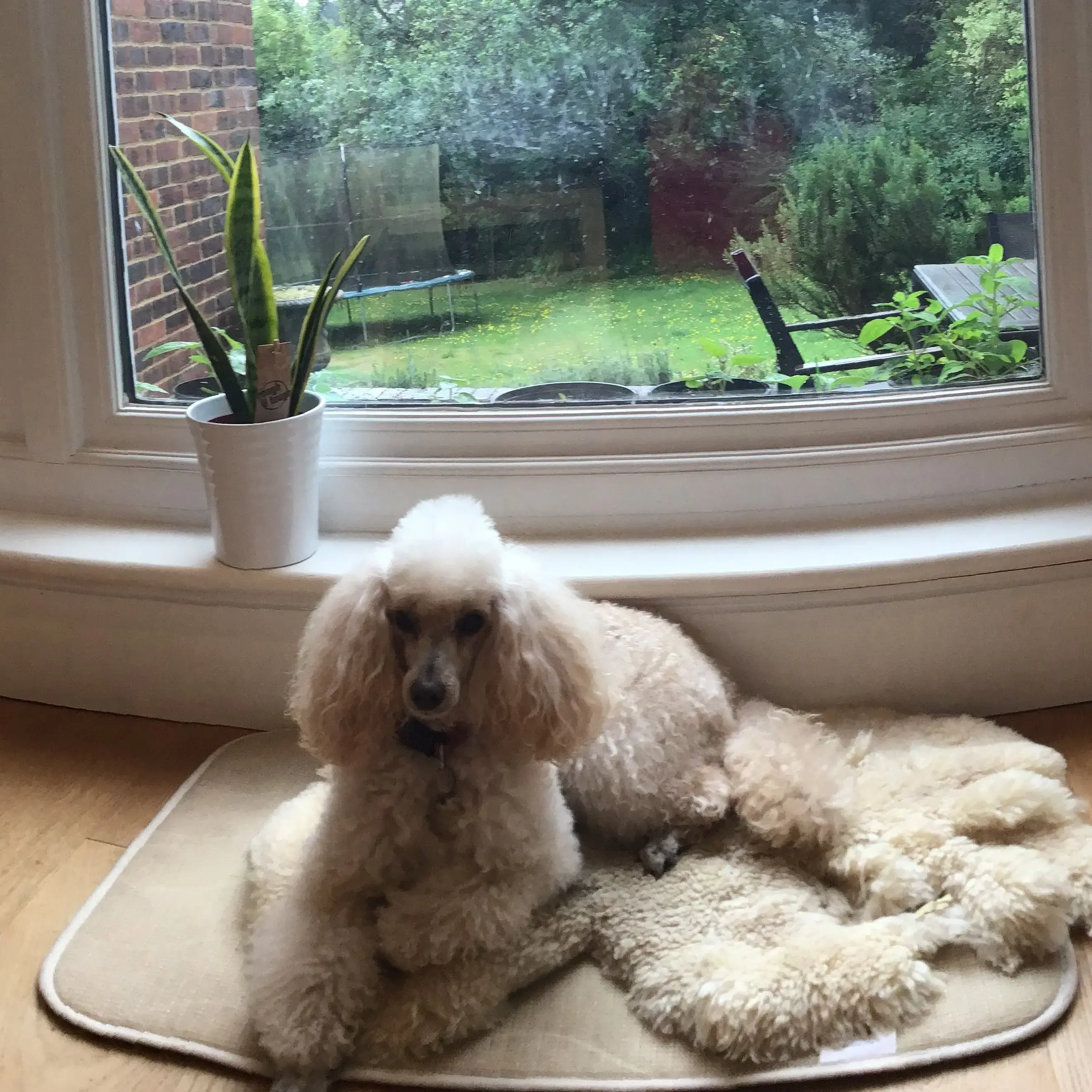 Poodle (Miniature)