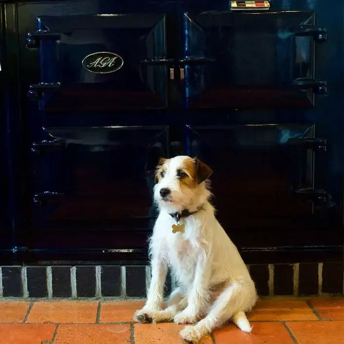 Parson Russell Terrier