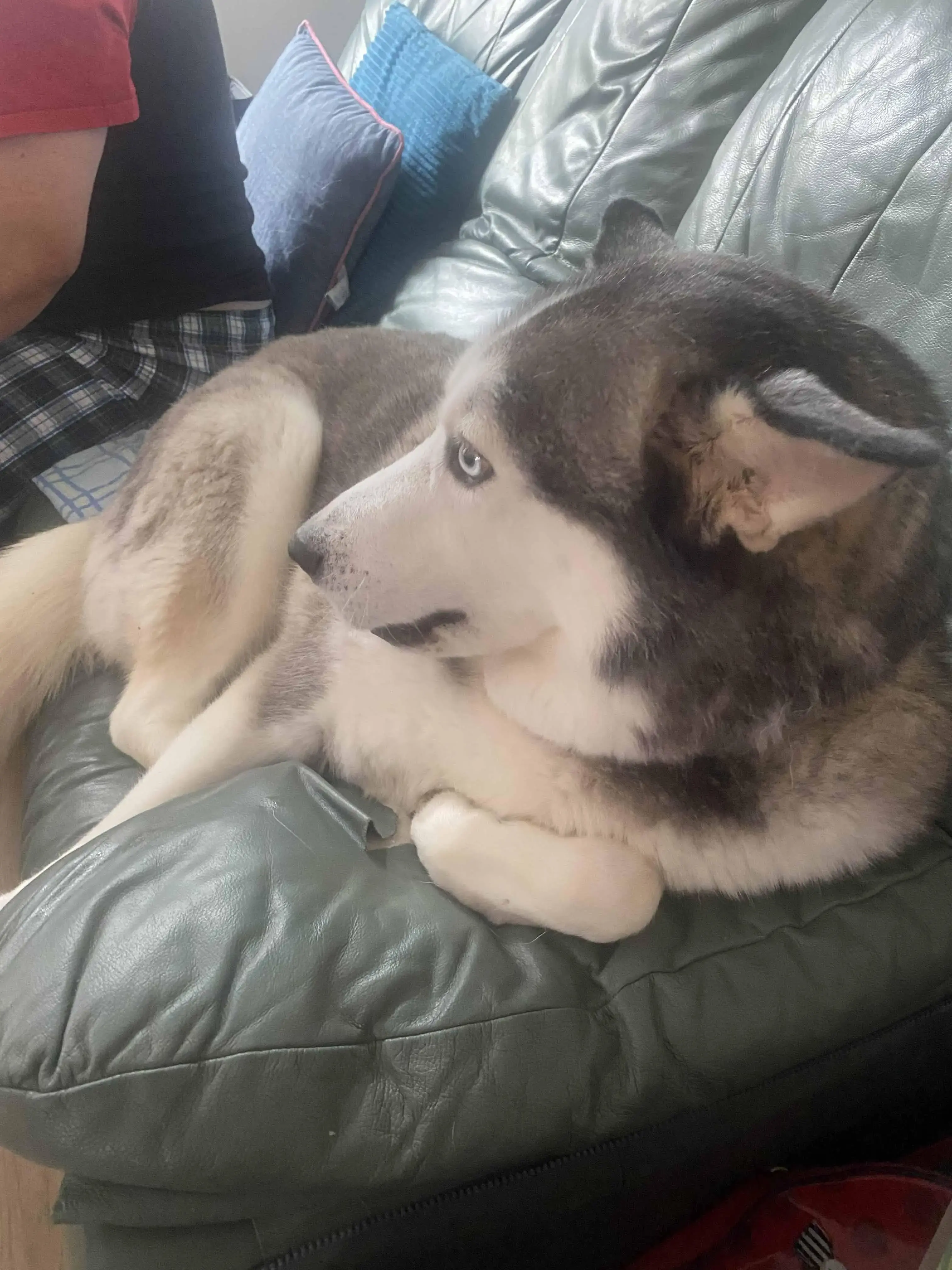 Siberian Husky