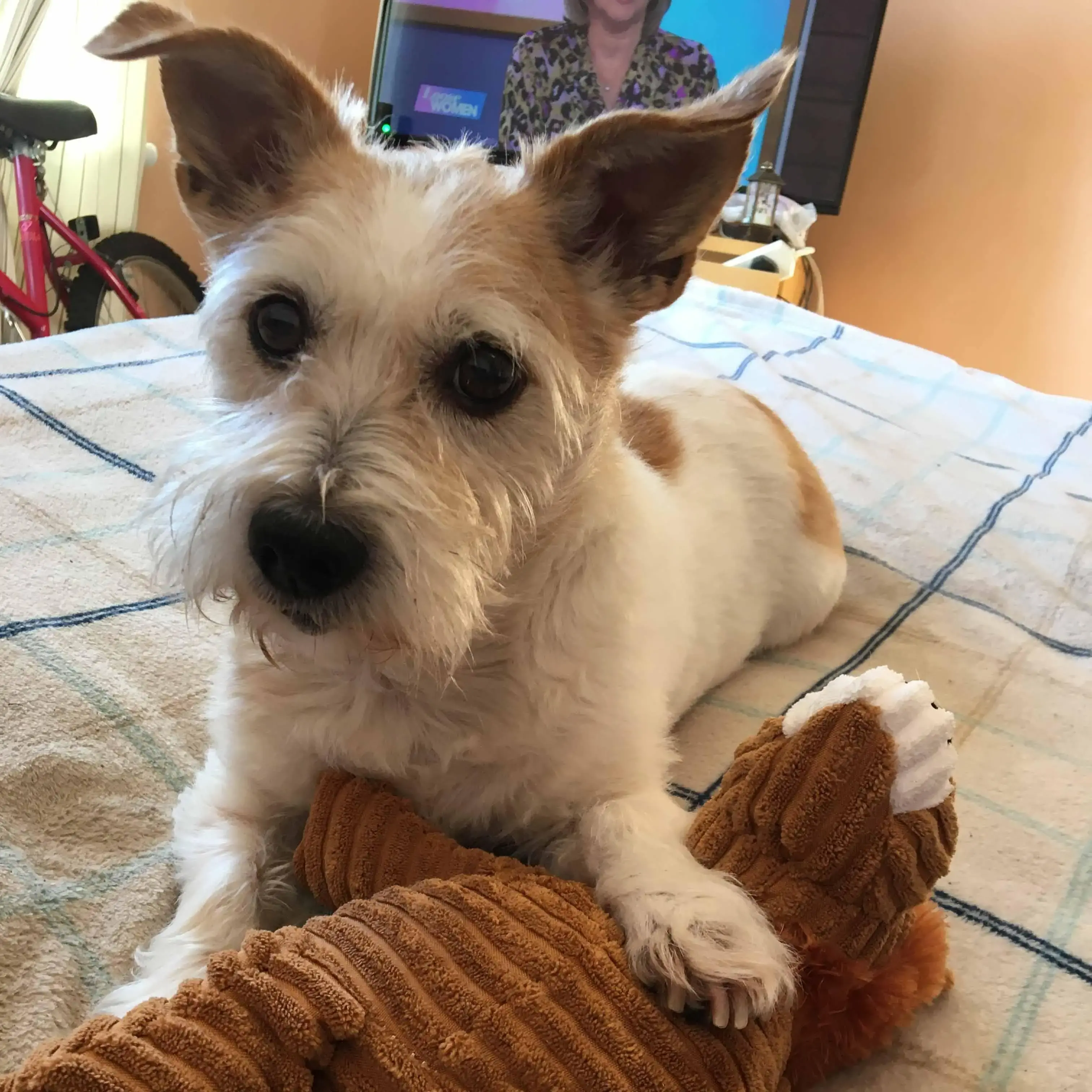 Jack Russell Terrier