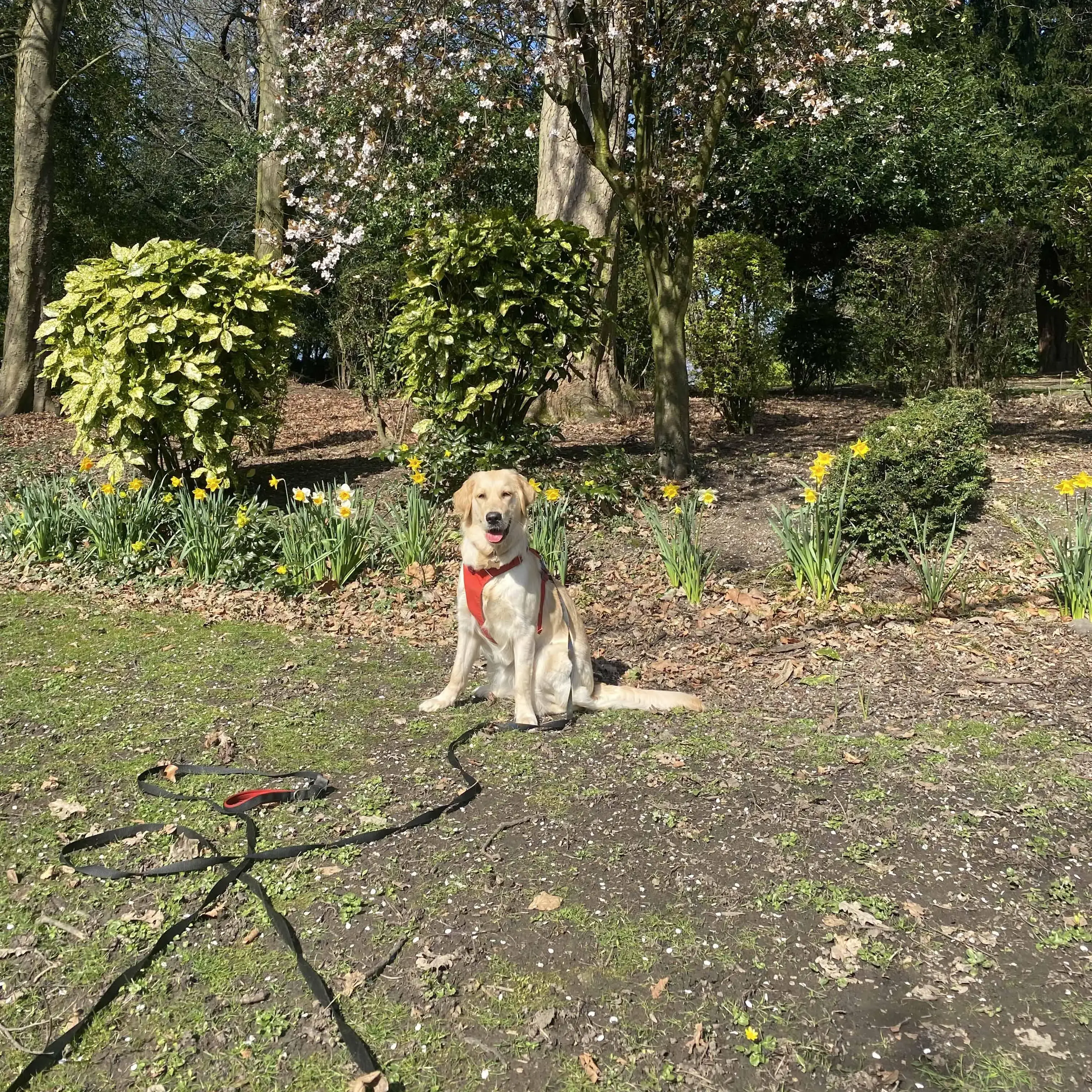 Golden Retriever