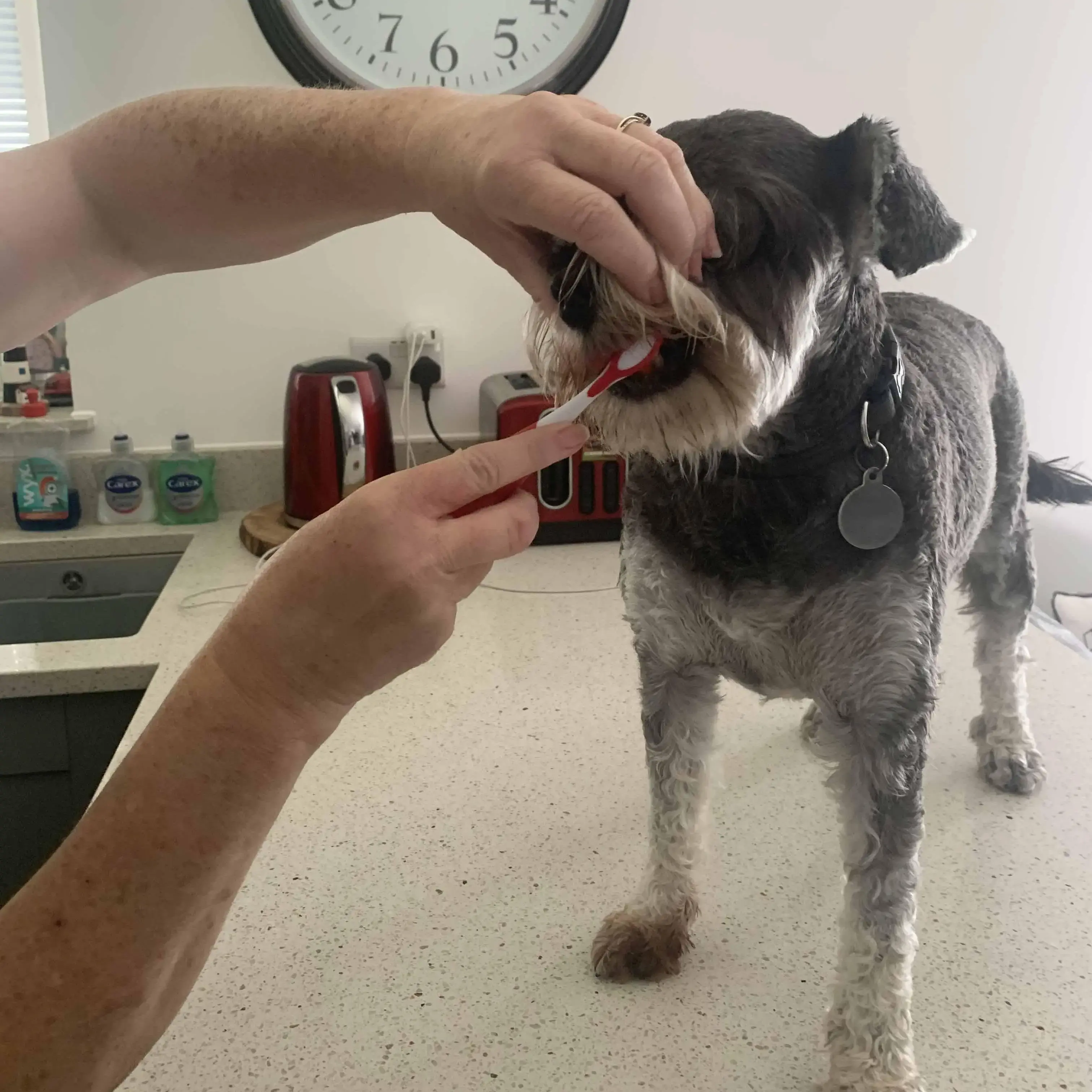 Schnauzer (Miniature)