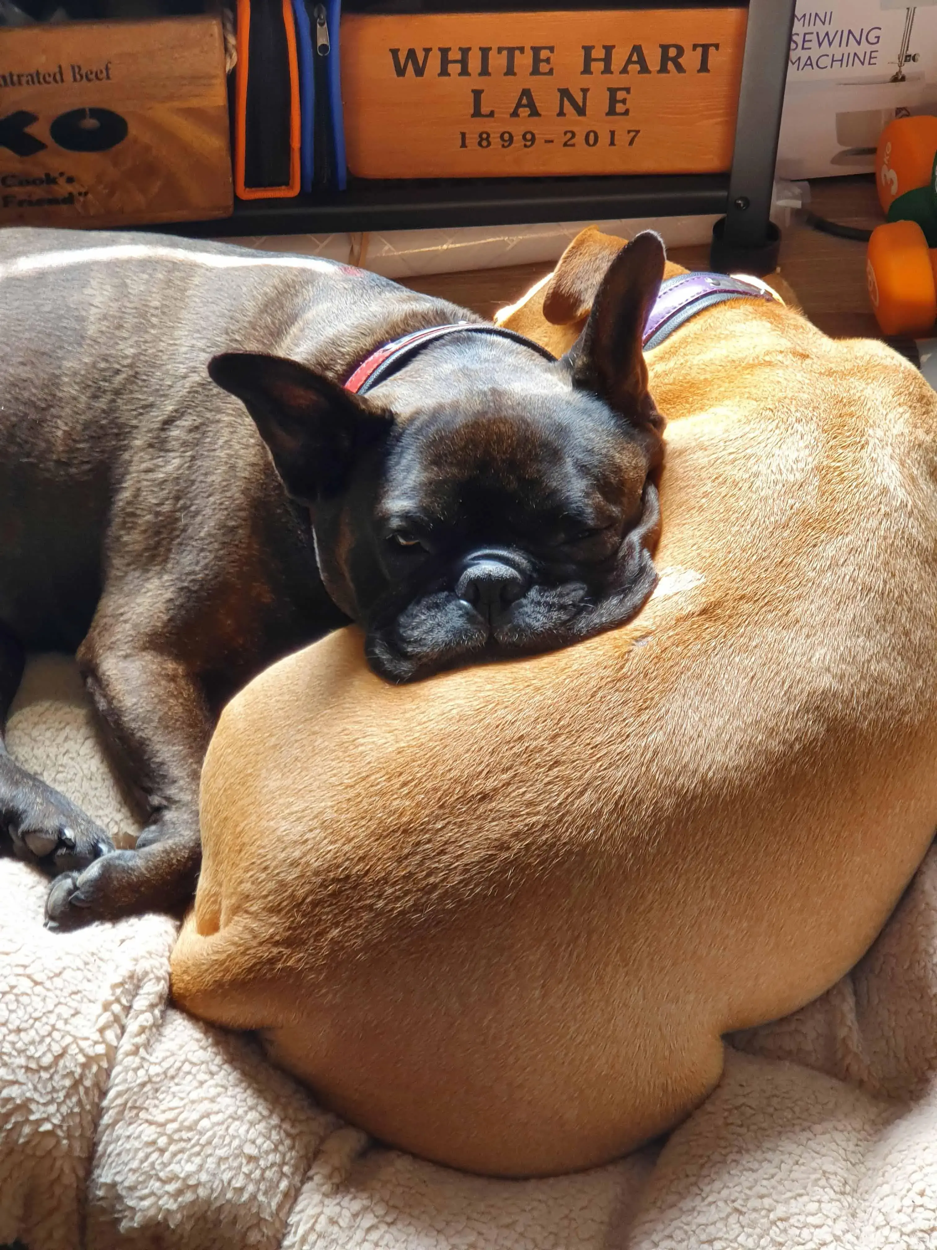 French Bulldog