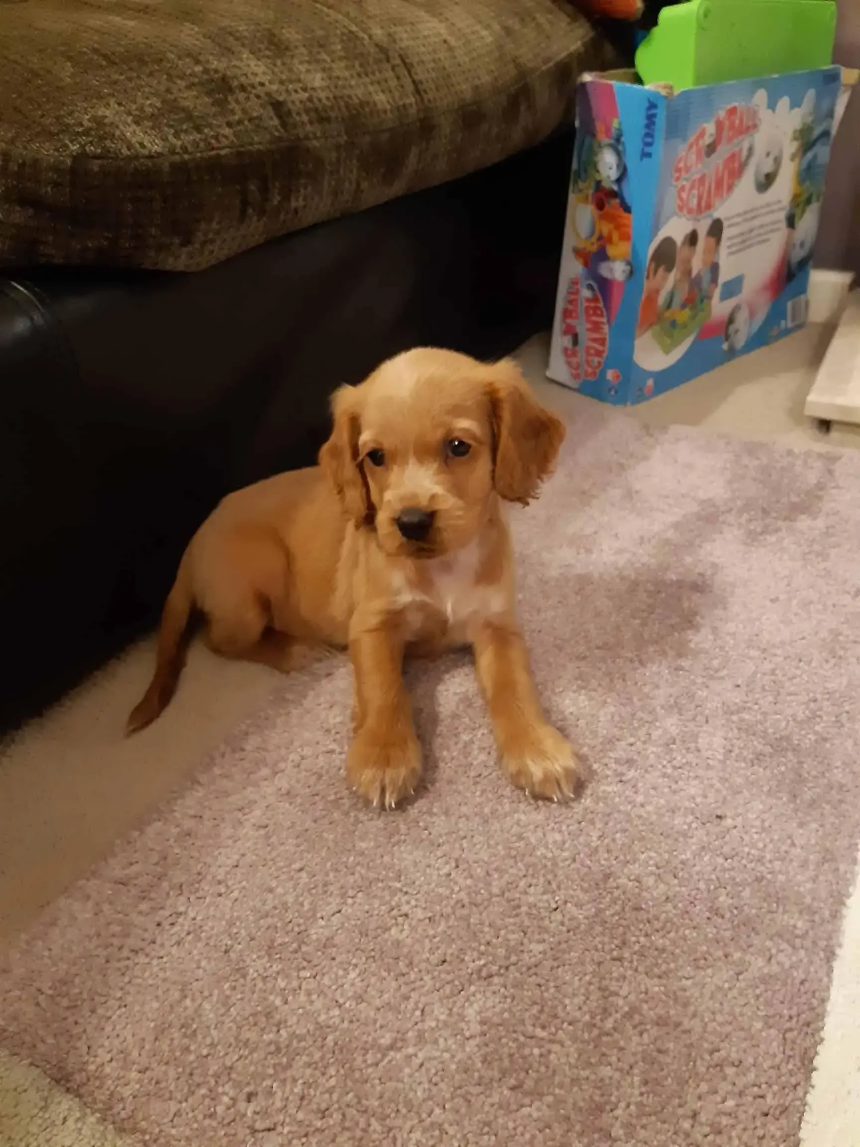 Cocker Spaniel (English)