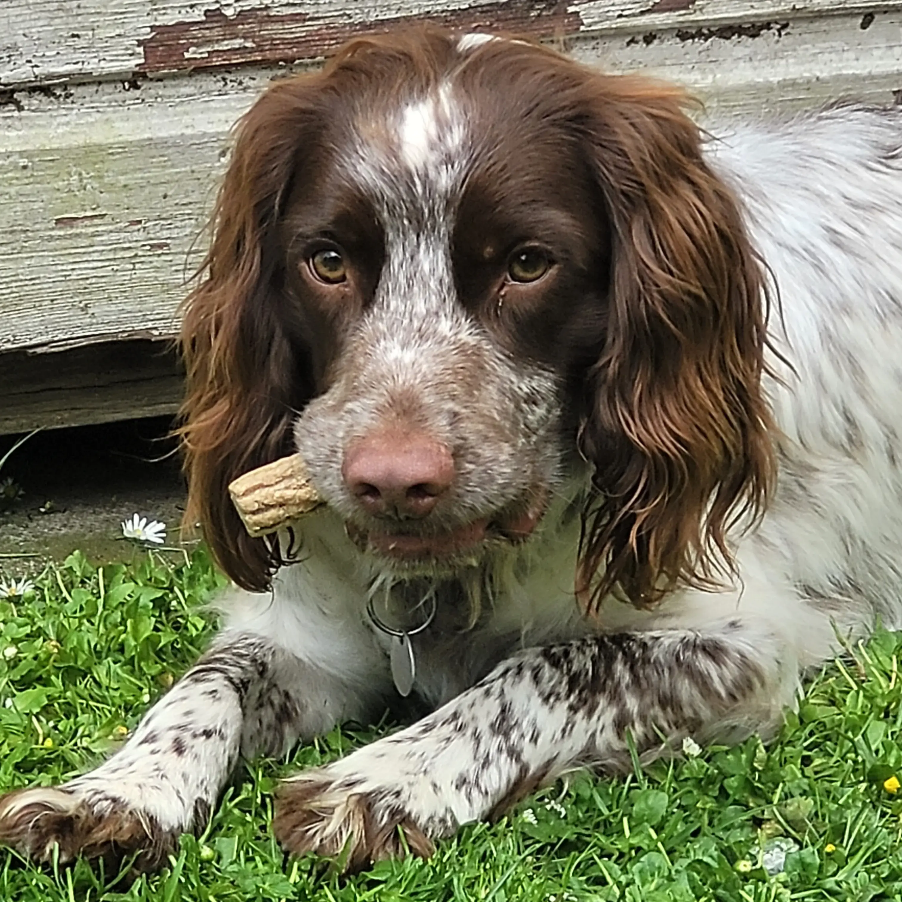 English Springer Spaniel