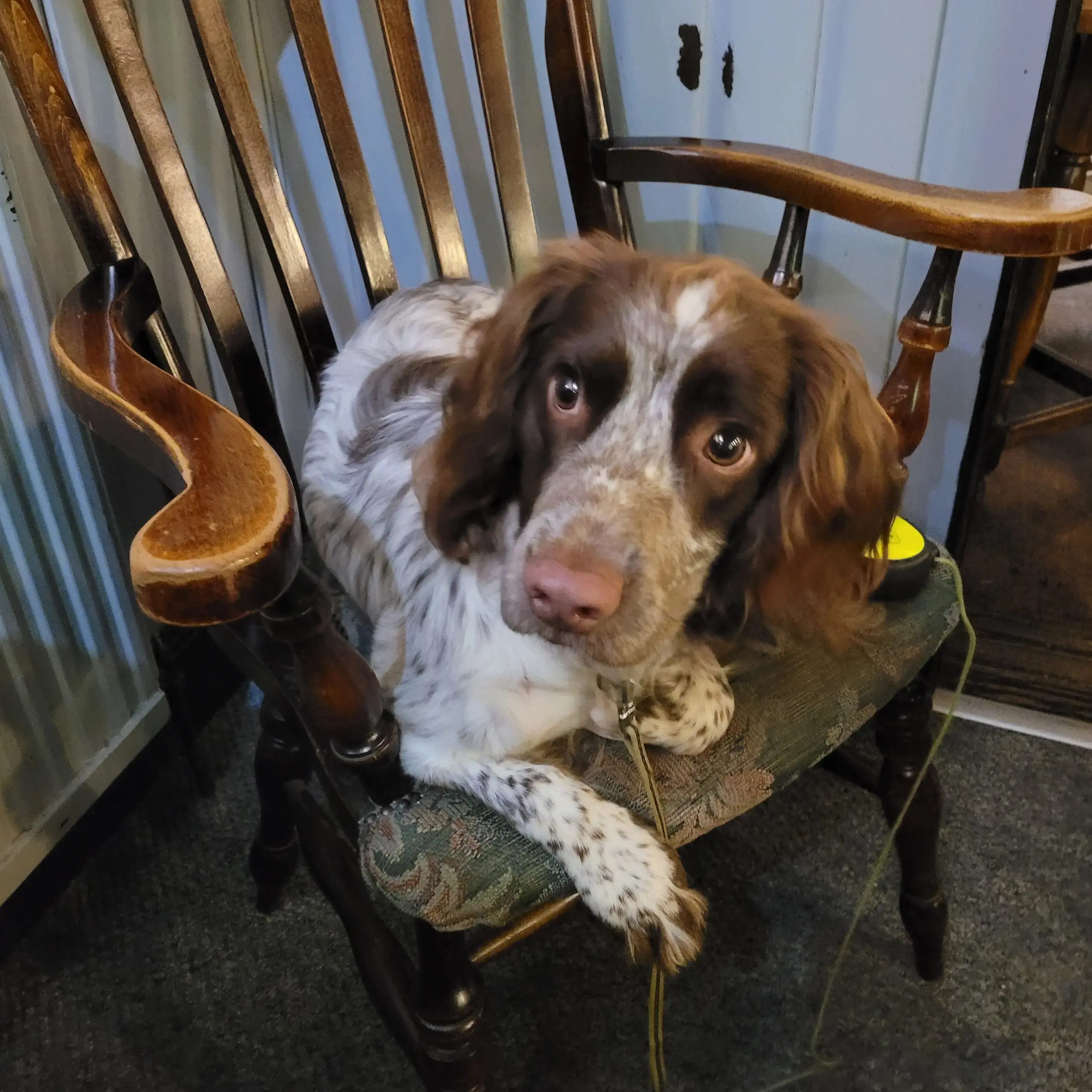 English Springer Spaniel