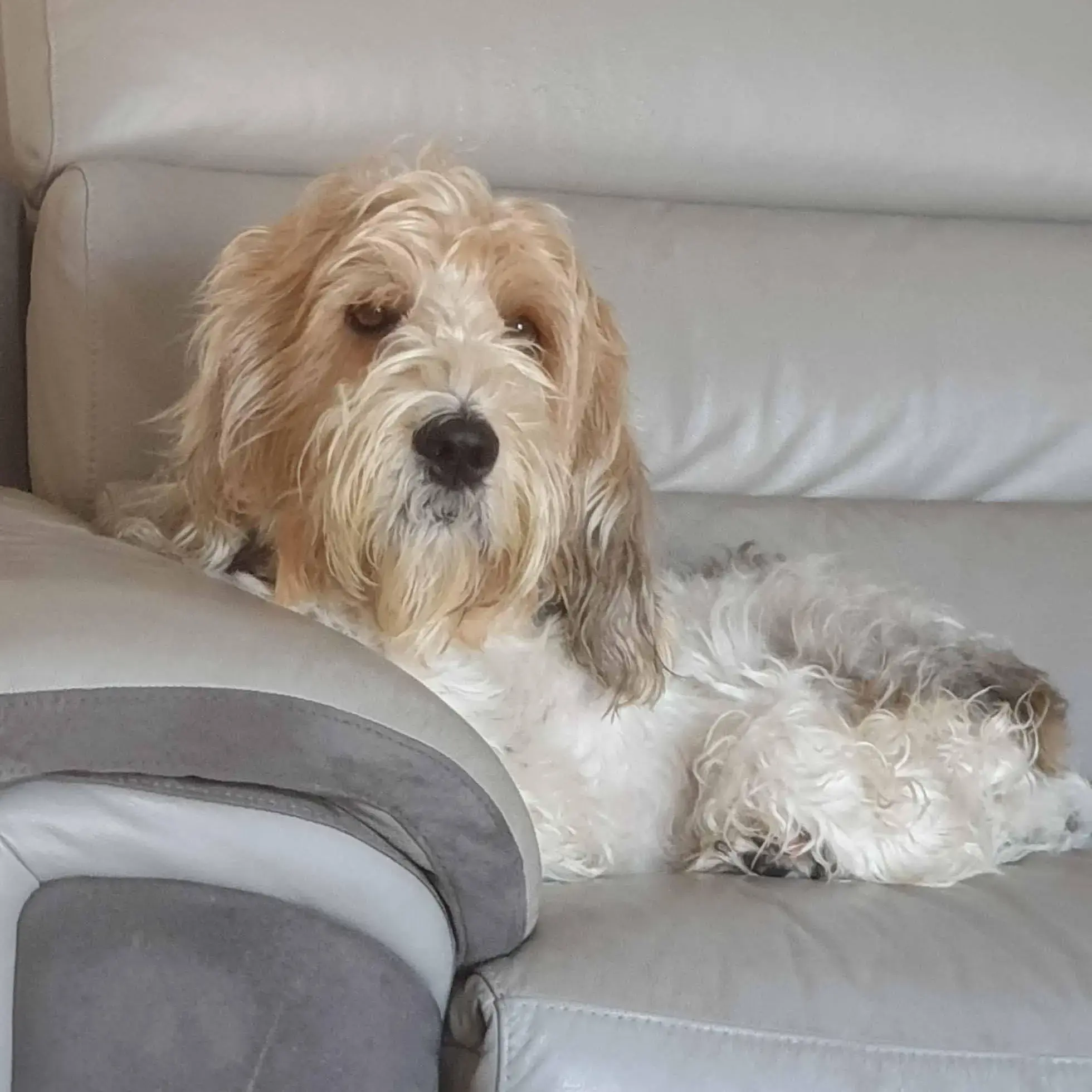 Basset Griffon Vendeen (Grand)
